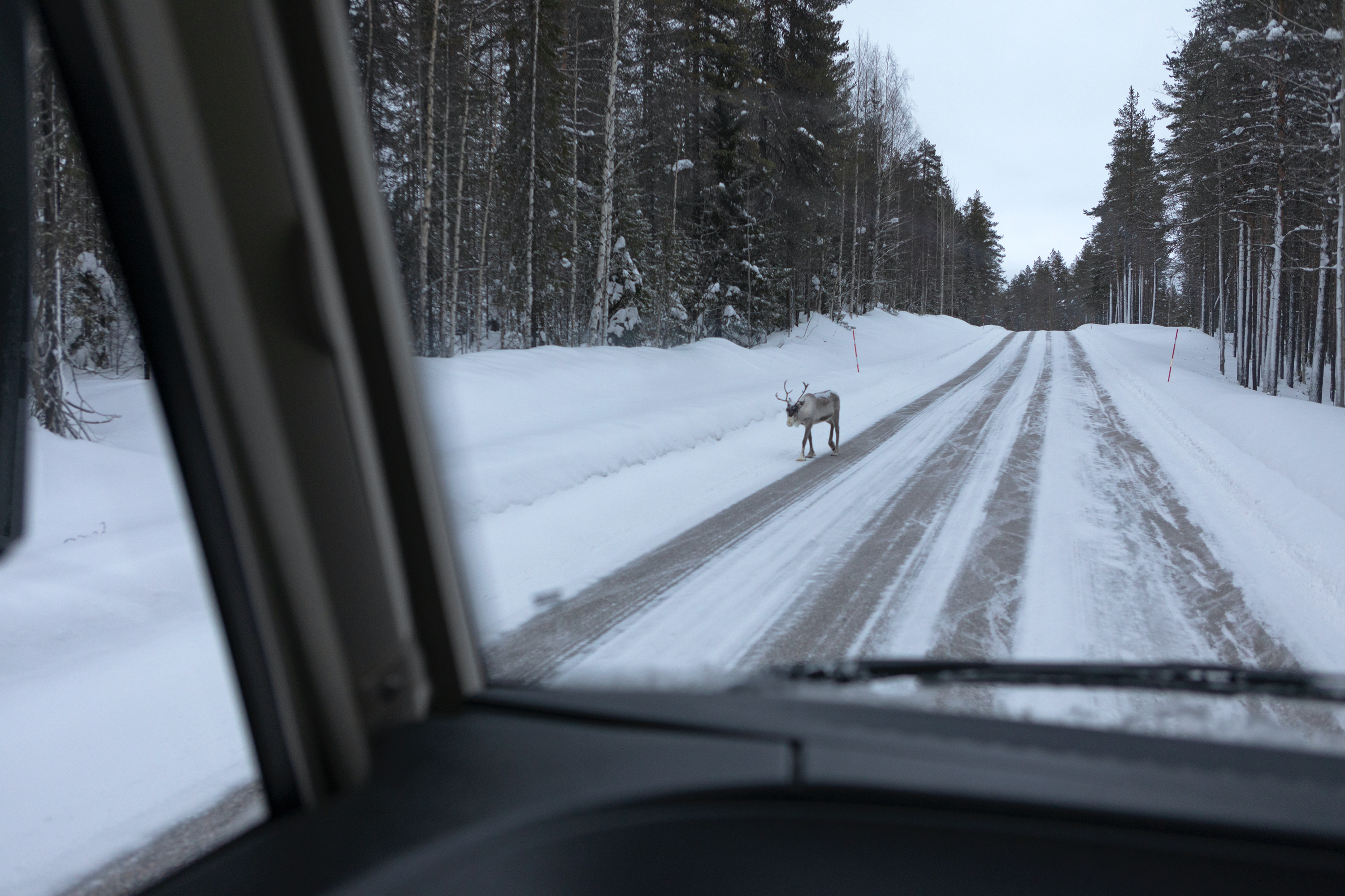 vierbeiniger Gegenverkehr
