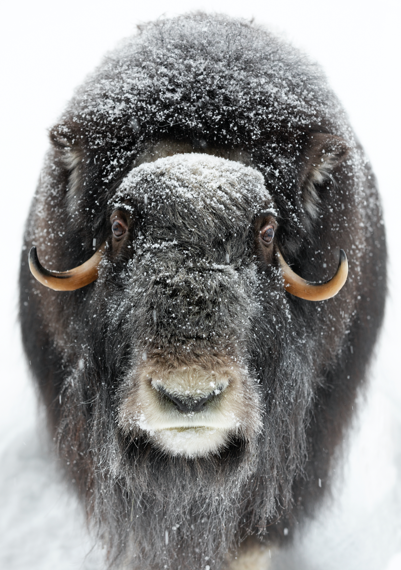 Moschusochse, Finnland