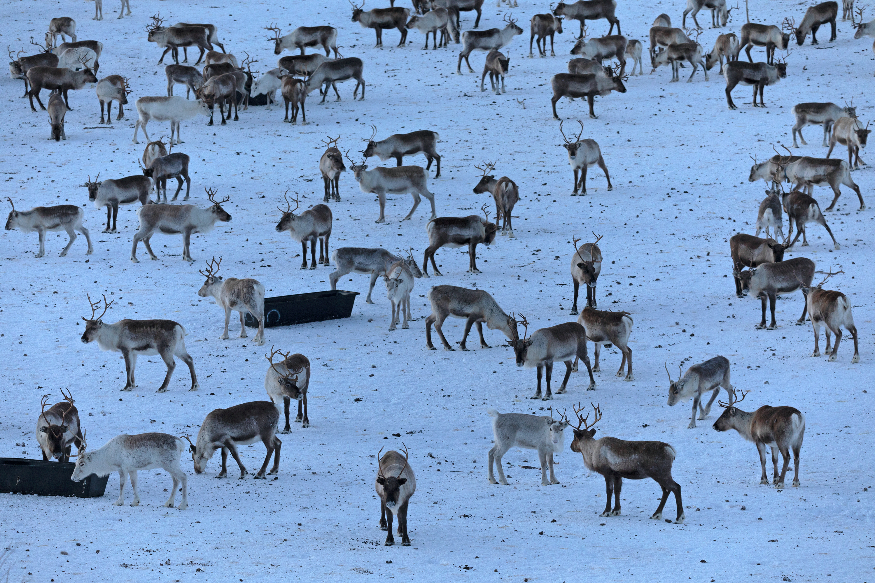 Rentierherde, Schweden