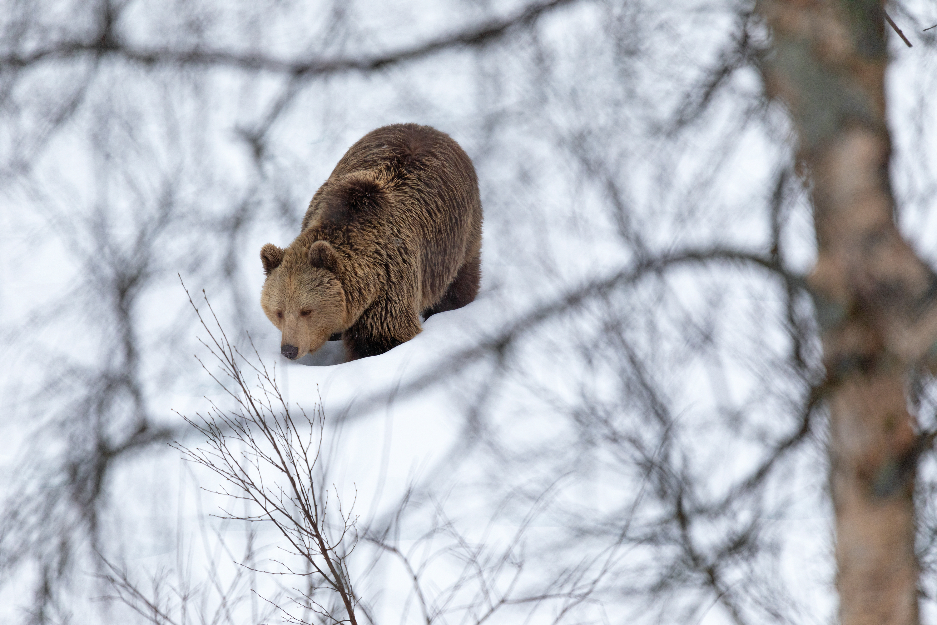 aus dem Winterschlaf erwacht, Norwegen