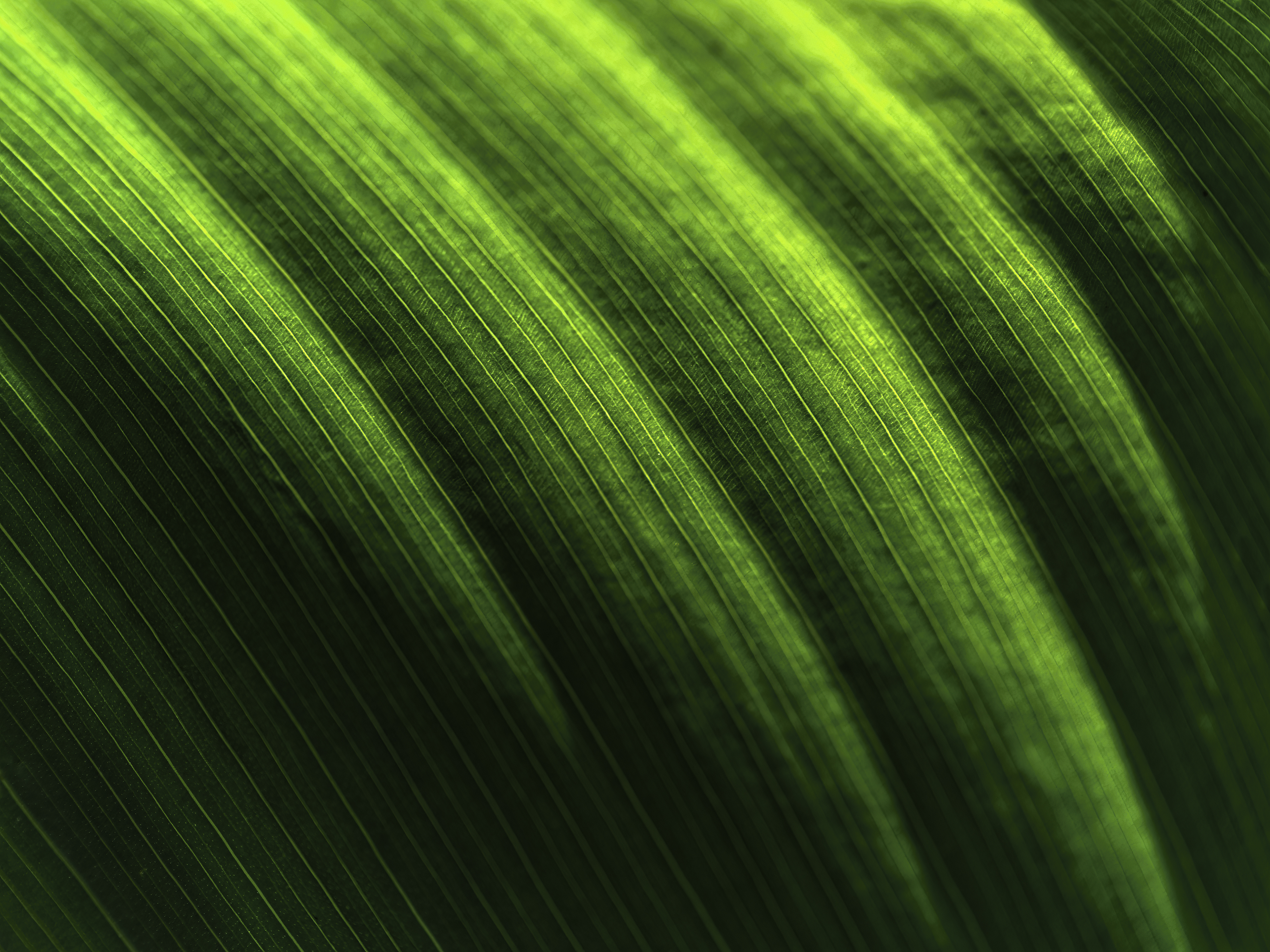 Blatt im Streiflicht