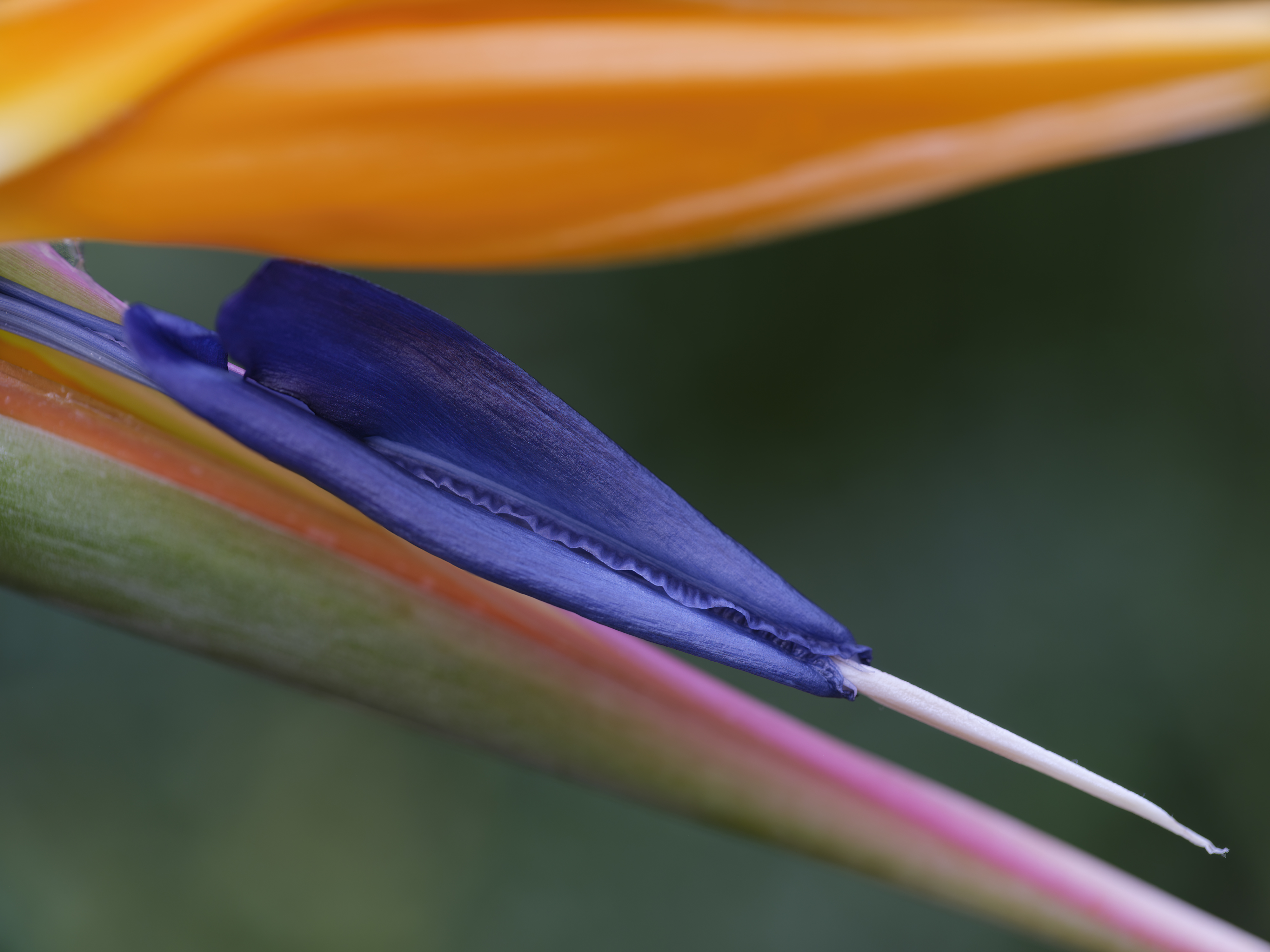 Die farbenprächtige ...