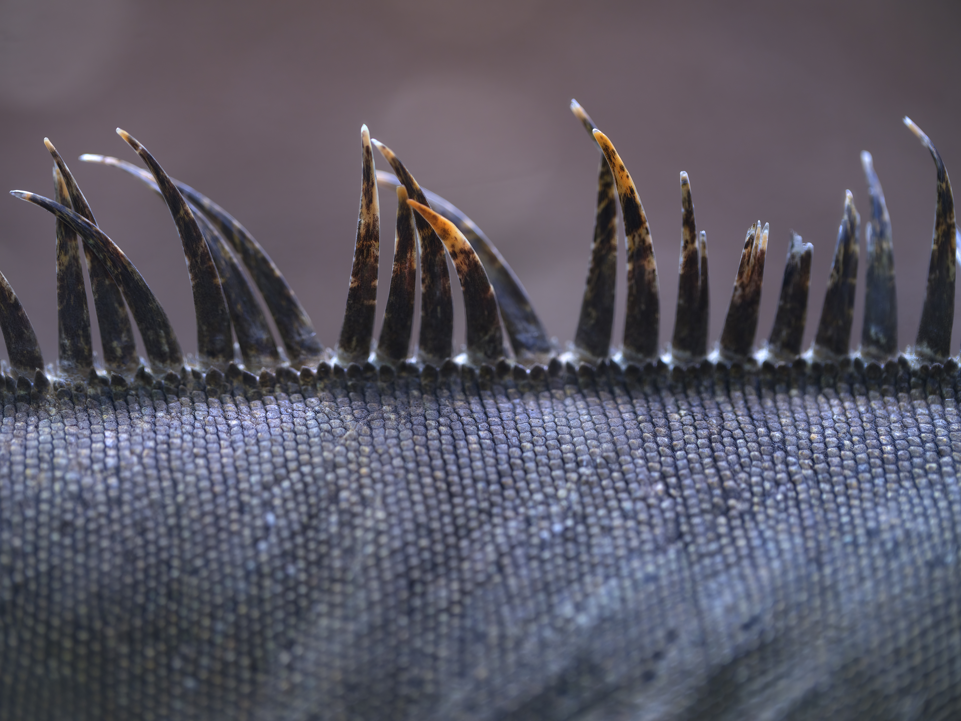 Rücken eines Leguans