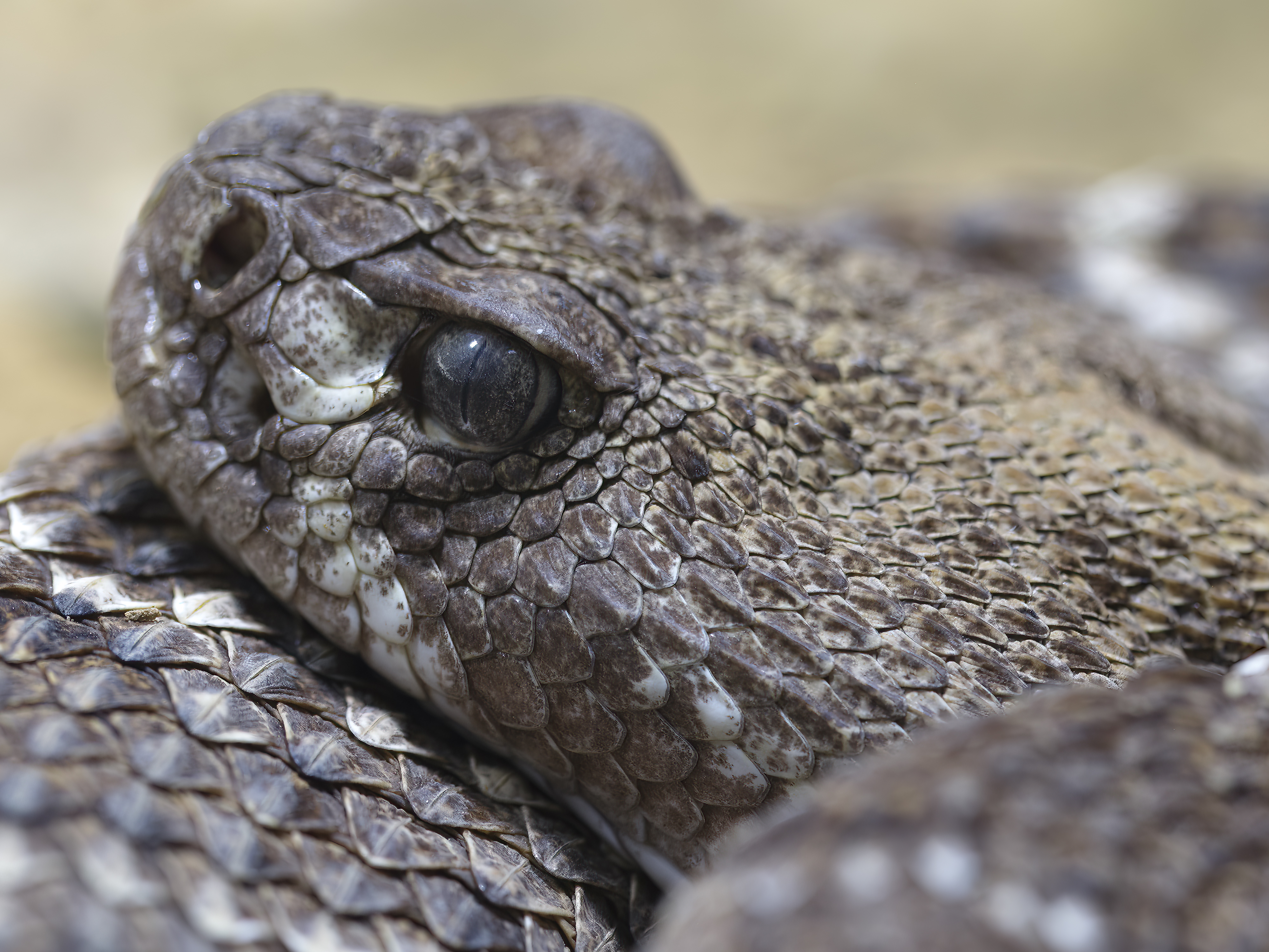 Wartende Klapperschlange