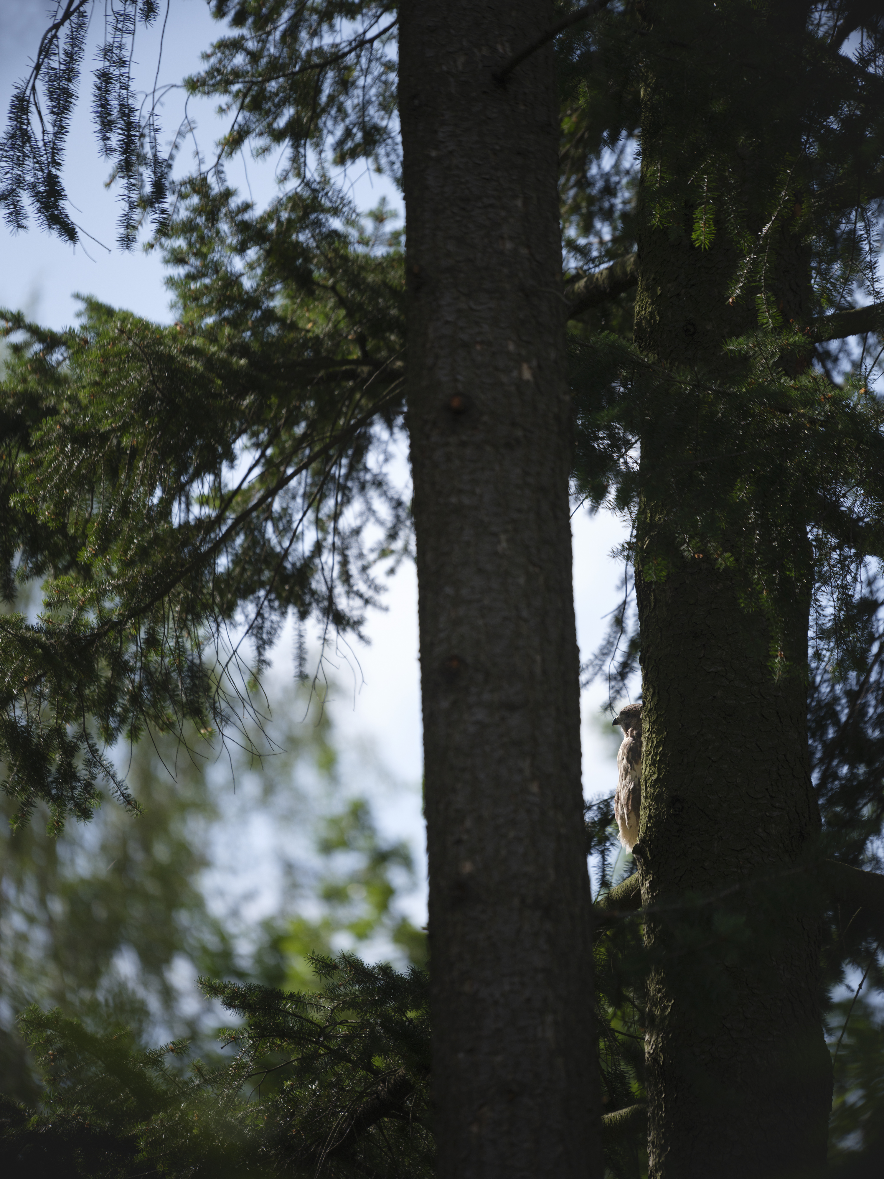 Hinter den Bäumen