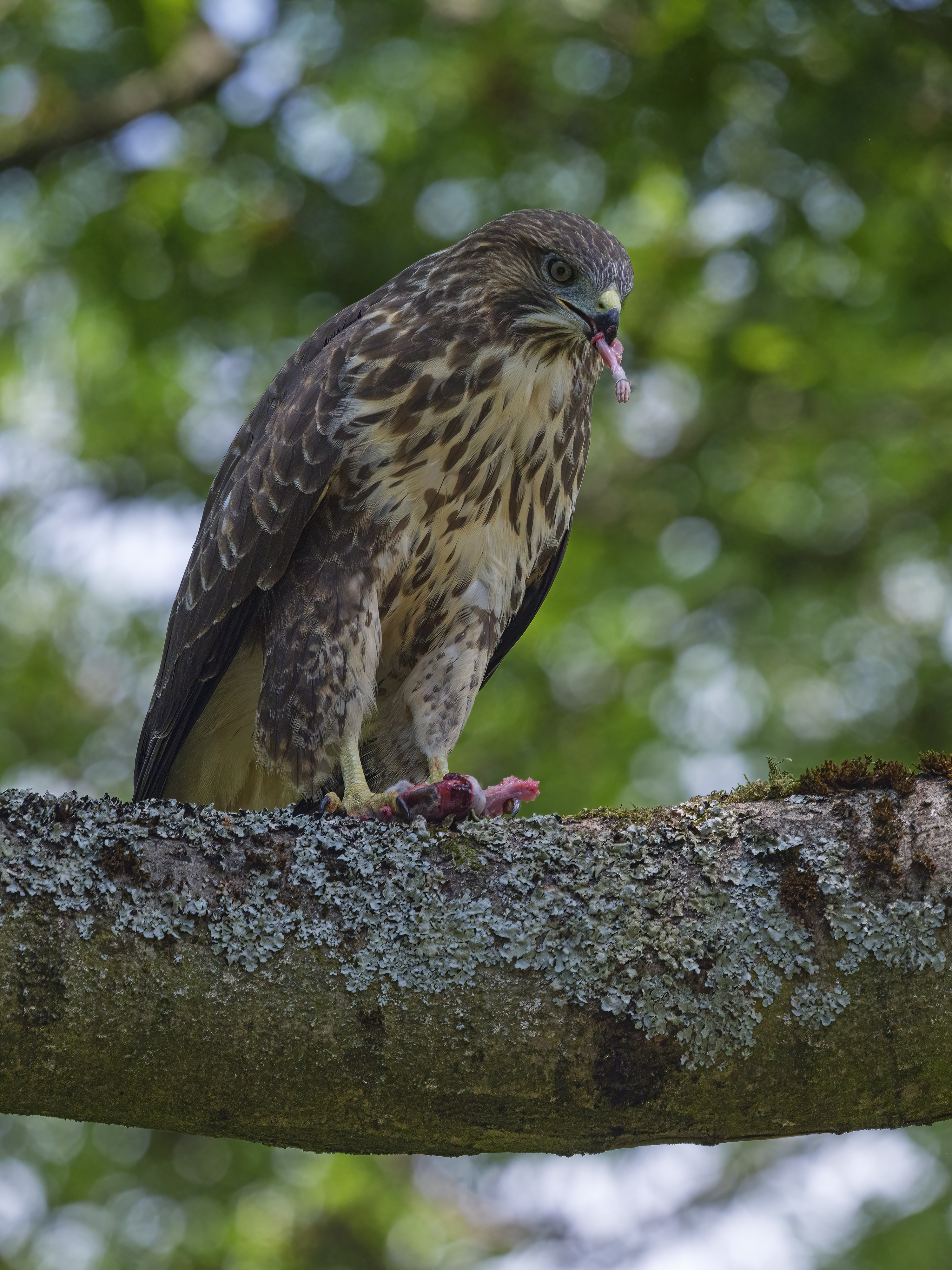 Der Bussard ist ...