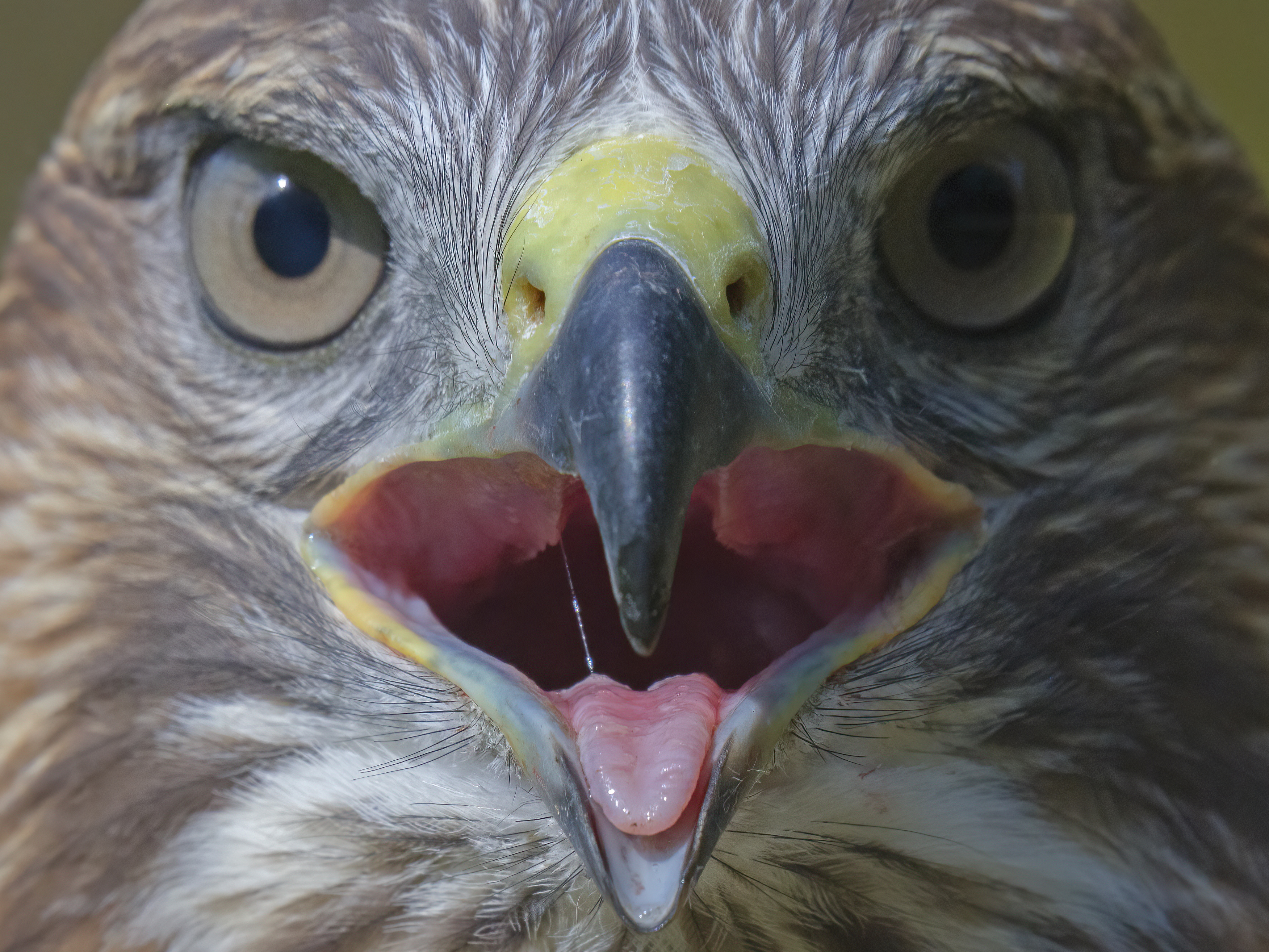 Bussard-Portrait