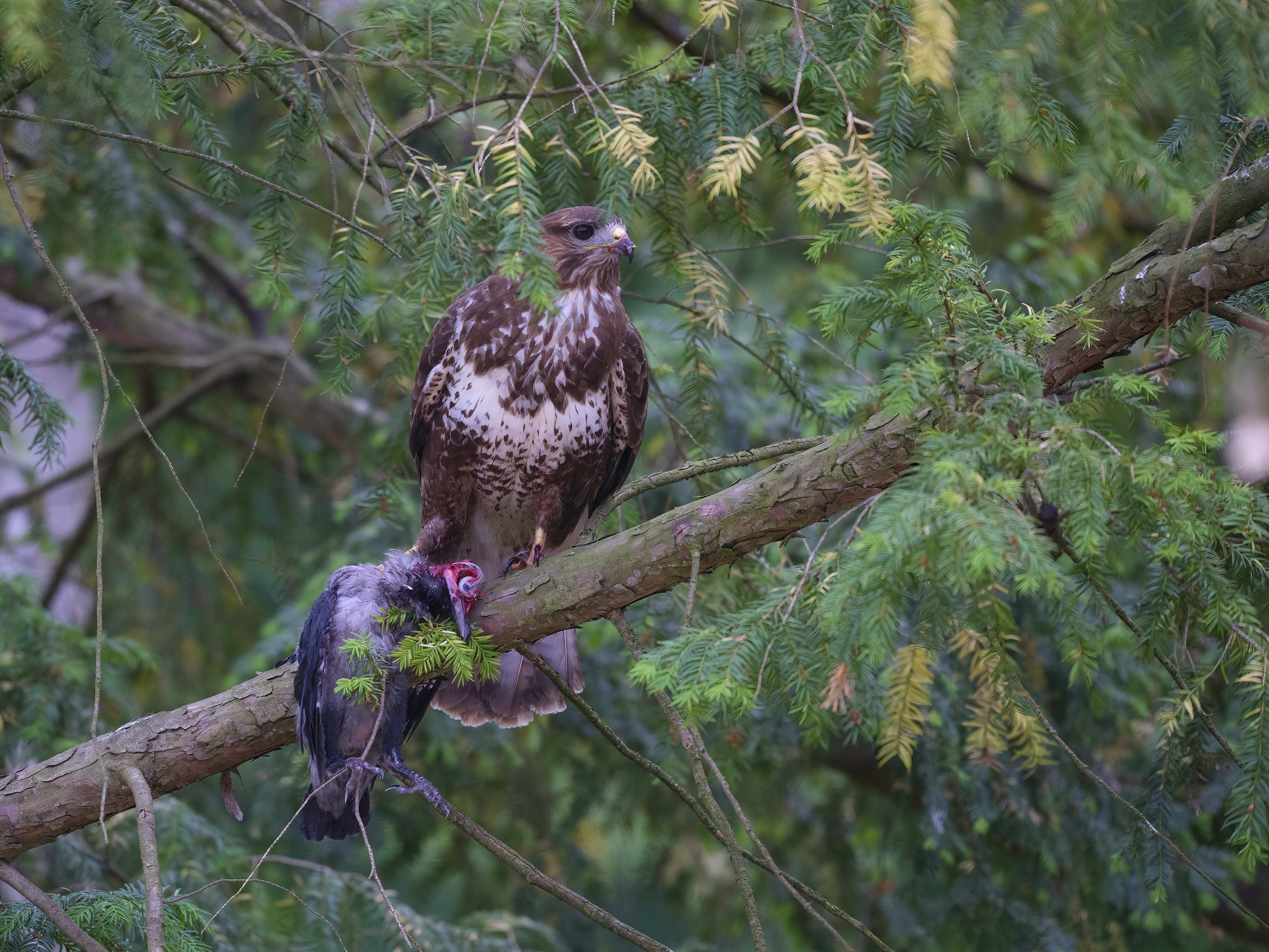 Der Bussard hat ...