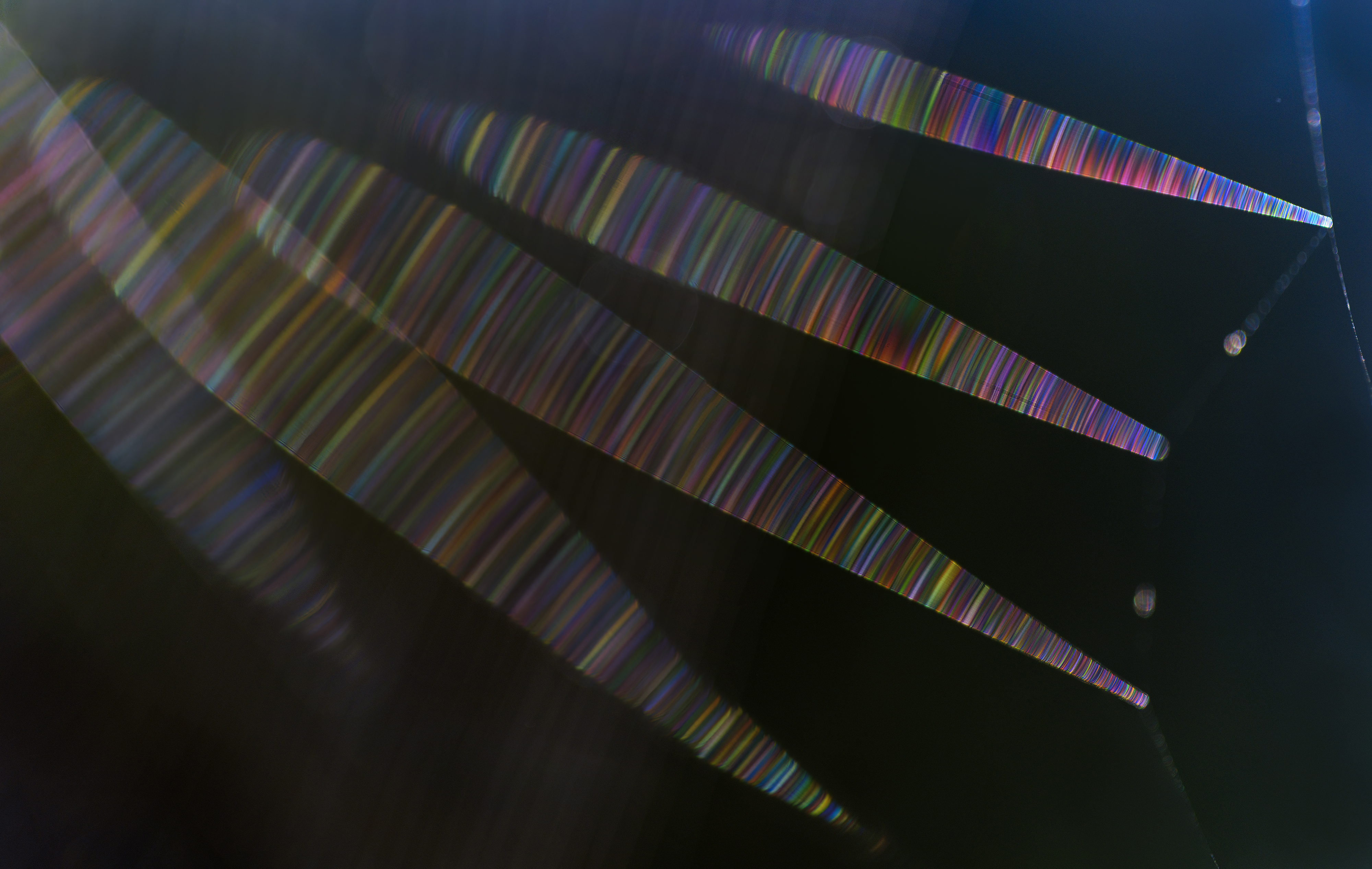 Spinnennetz im Streiflicht (Makroaufnahme)