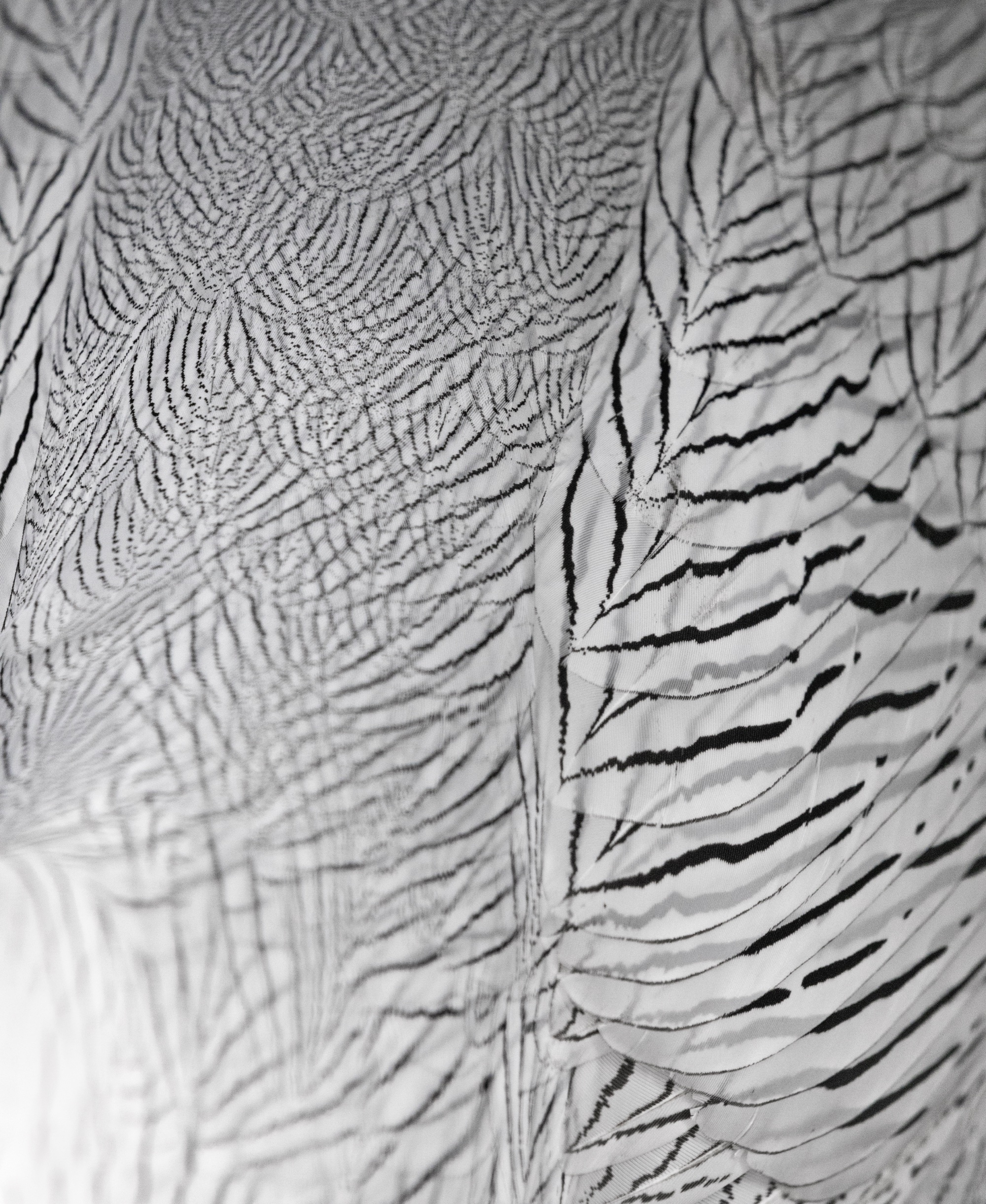 Federkleid eines Silberfasan-Männchens