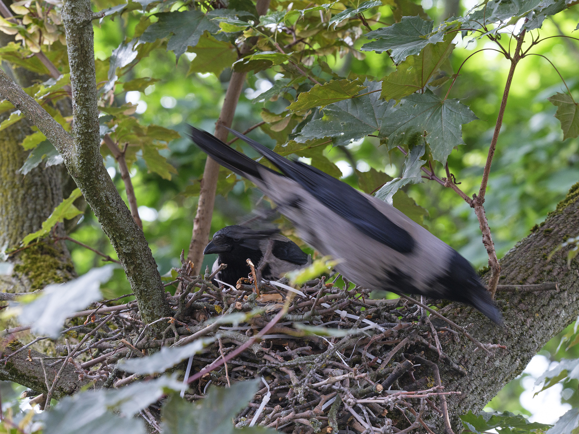 Nebelkrähen (Corvus cornix) beim brüten, Friedenau, Berlin, Deutschland