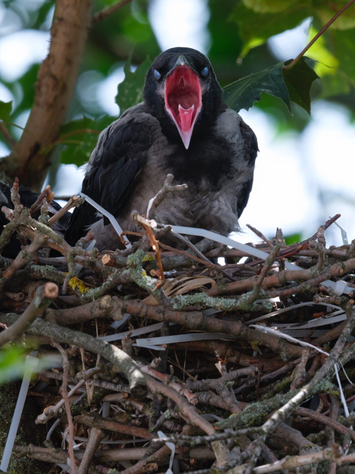 Gähnender Jungvogel