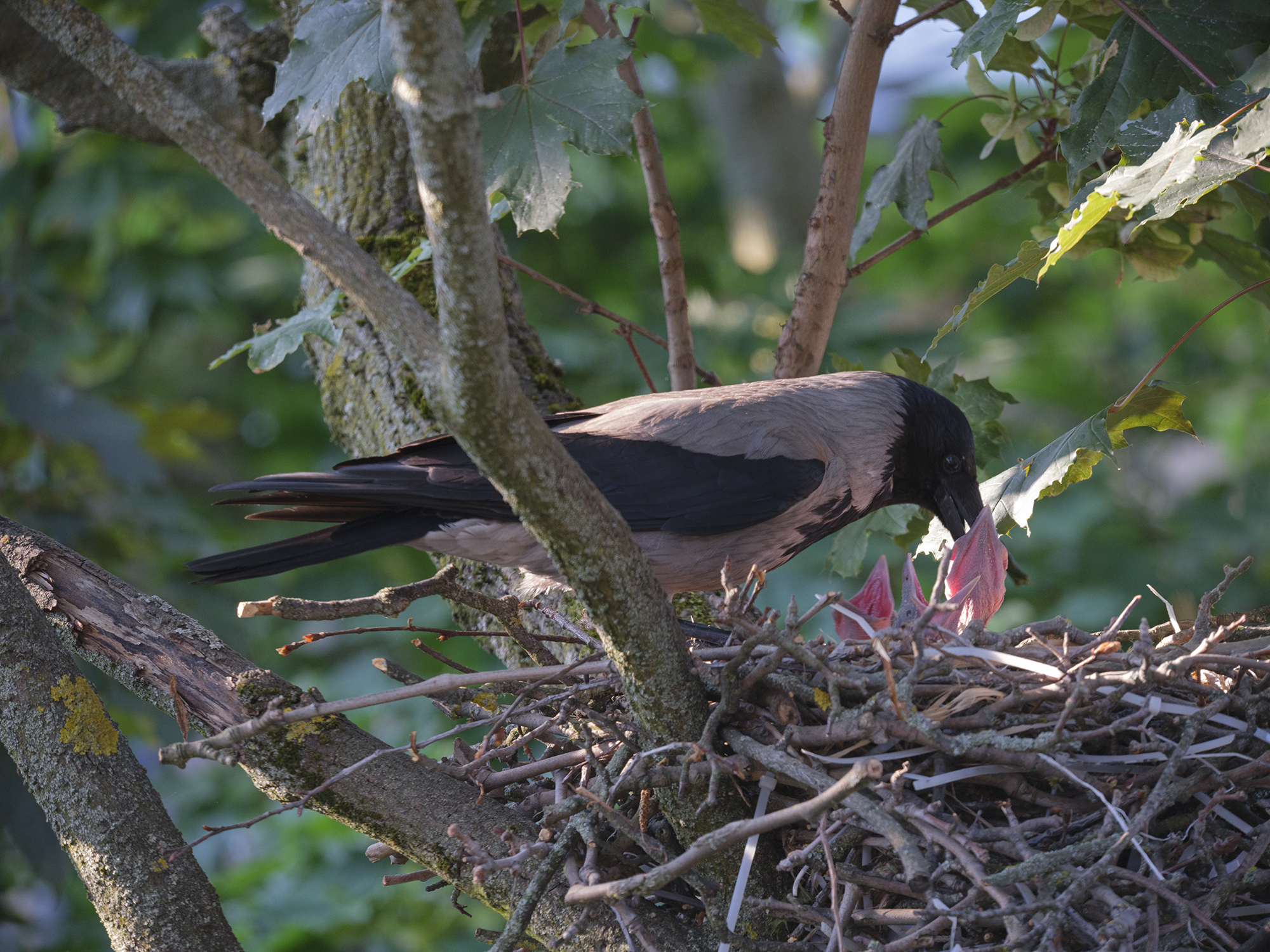Nebelkrähen (Corvus cornix) beim Füttern der Jungtiere im Nest, Friedenau, Berlin, Deutschland