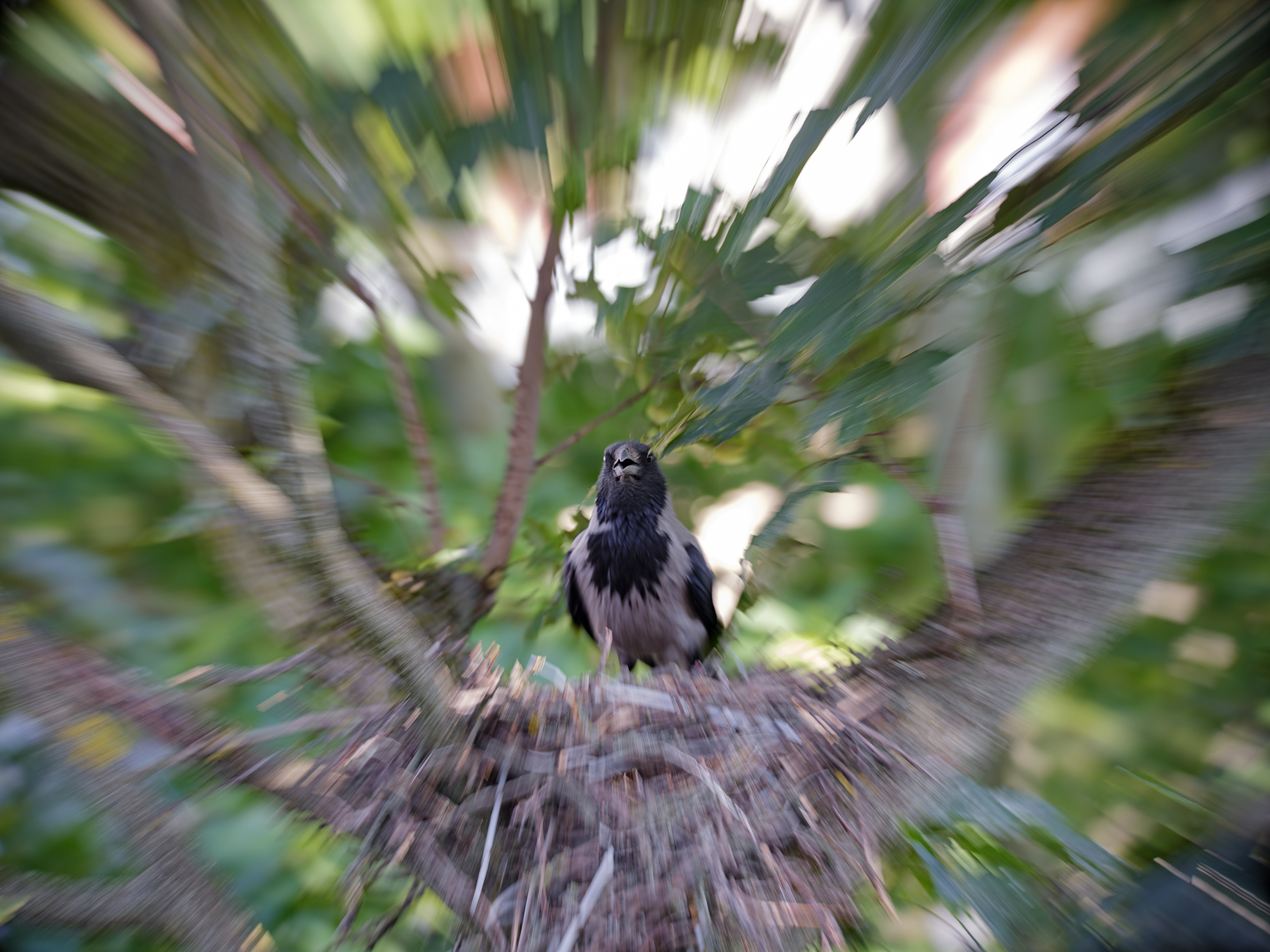 Nebelkrähe, Corvus cornix, mit geöffnetem Schnabel eingezoomt. Friedenau, Berlin, Deutschland.