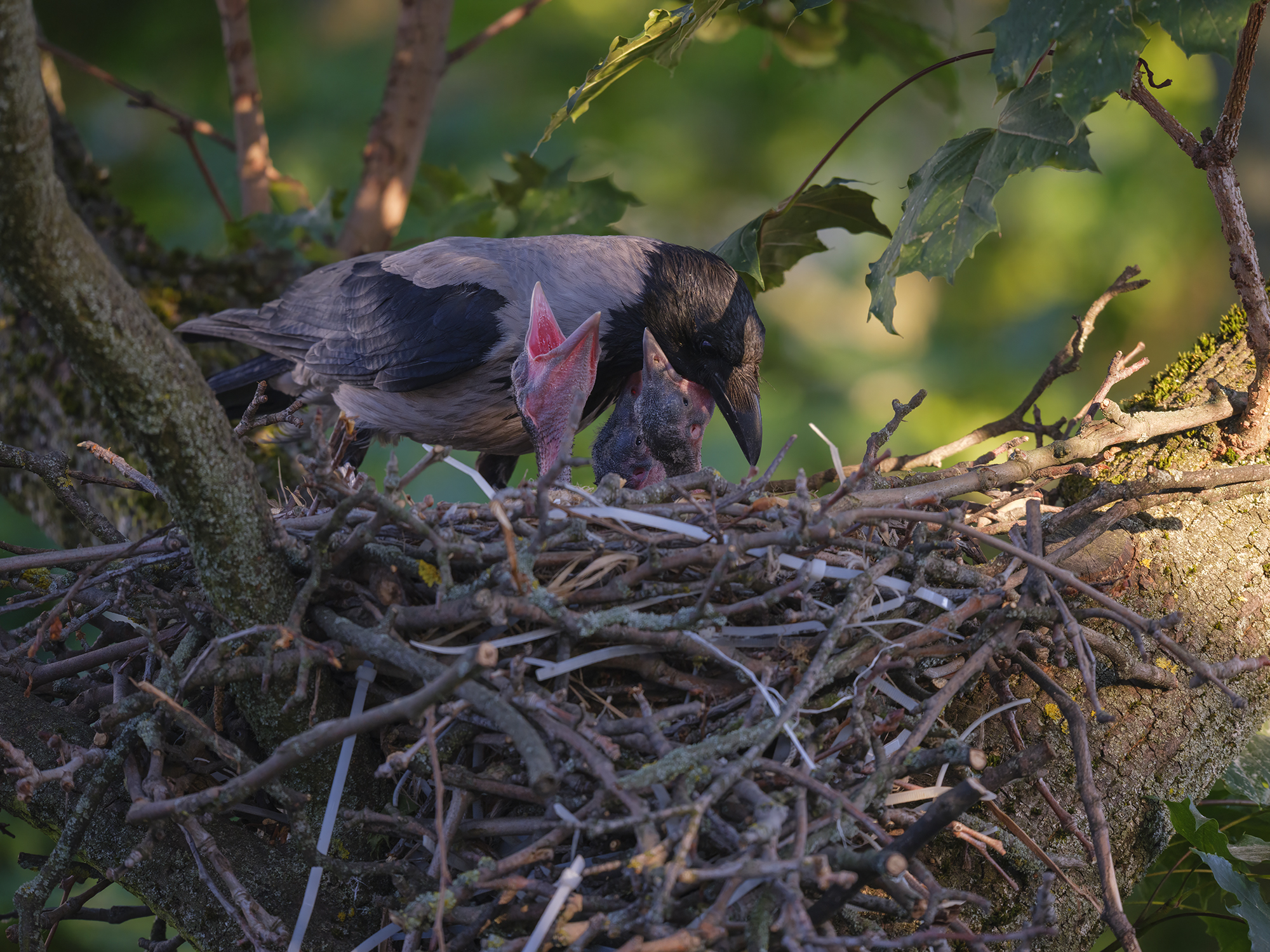Hallo, ich hätte gerne etwas zu futtern.