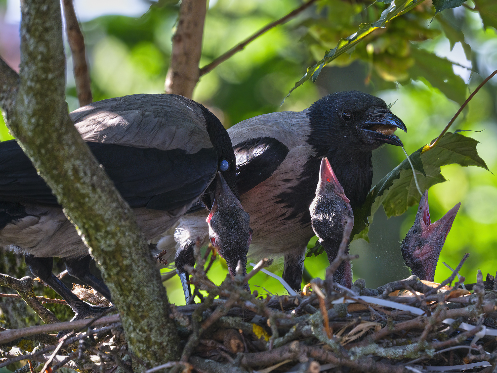 Viel Arbeit für die Elterntiere
