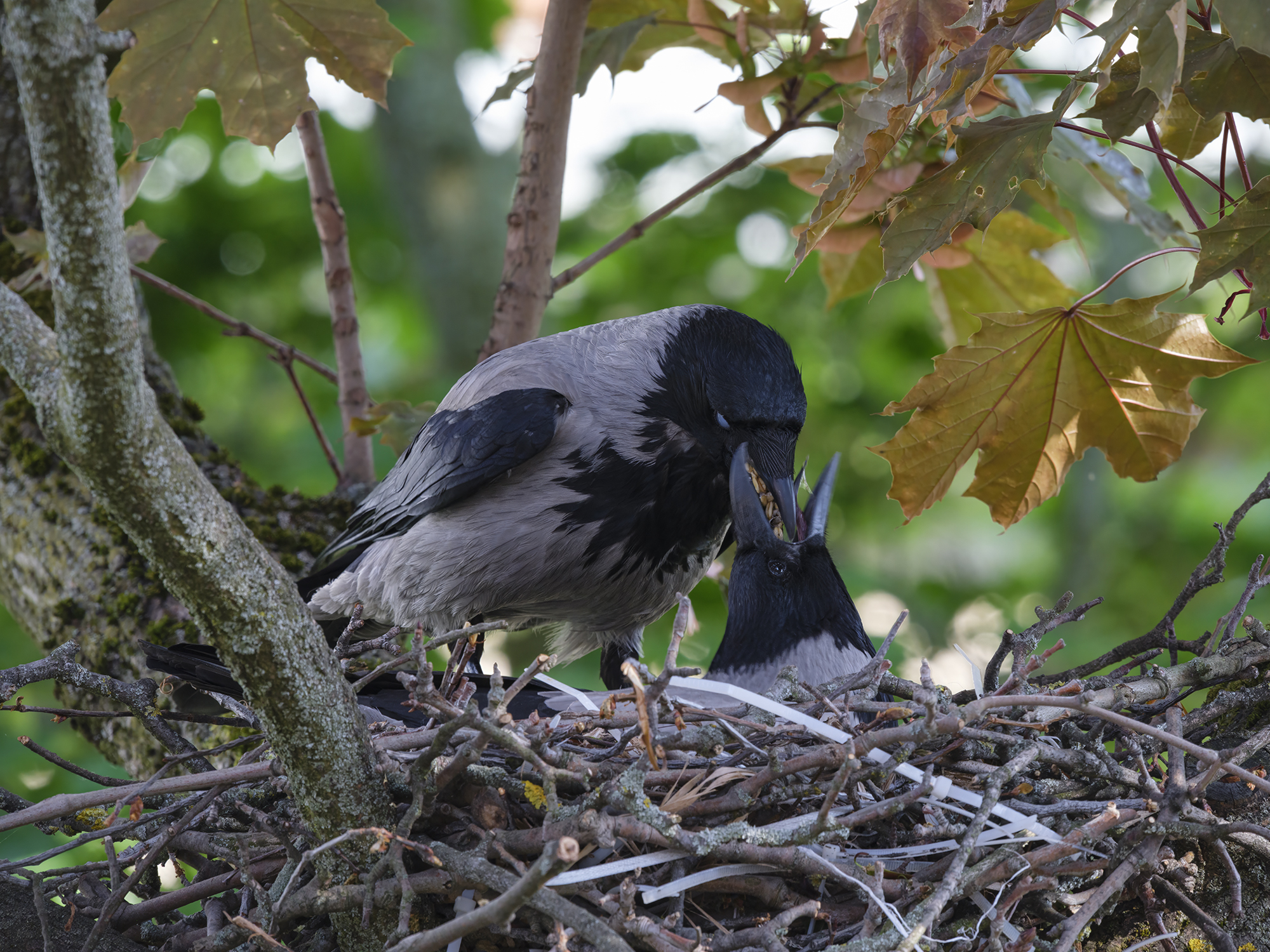 Das Männchen füttert das Weibchen während der Brut.