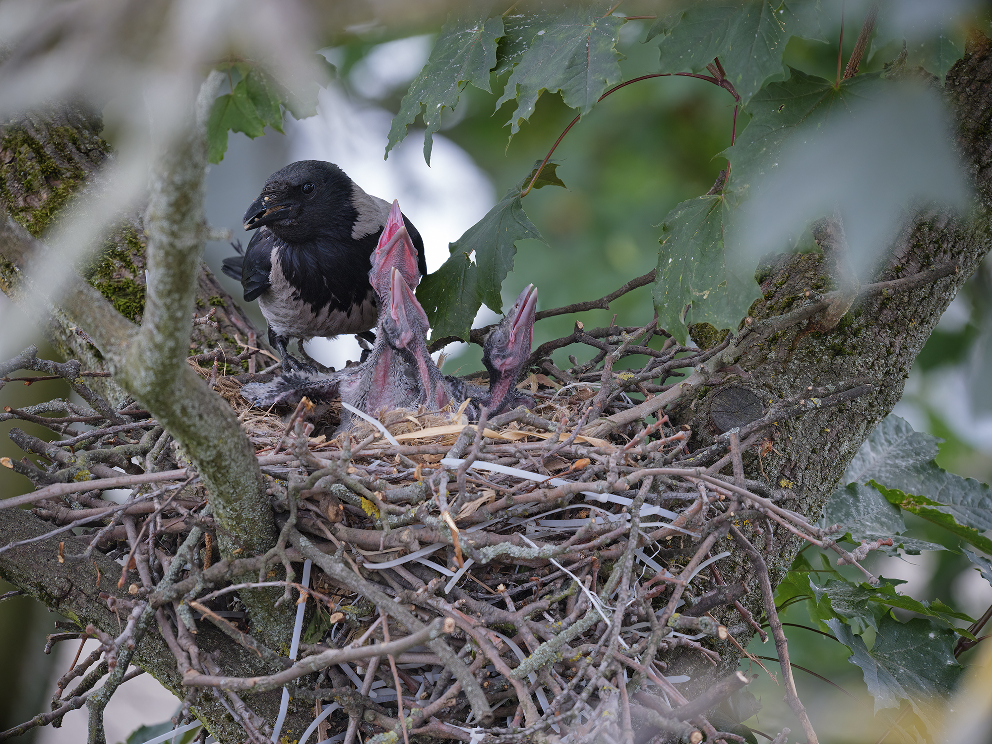 die Augen sind noch geschlossen