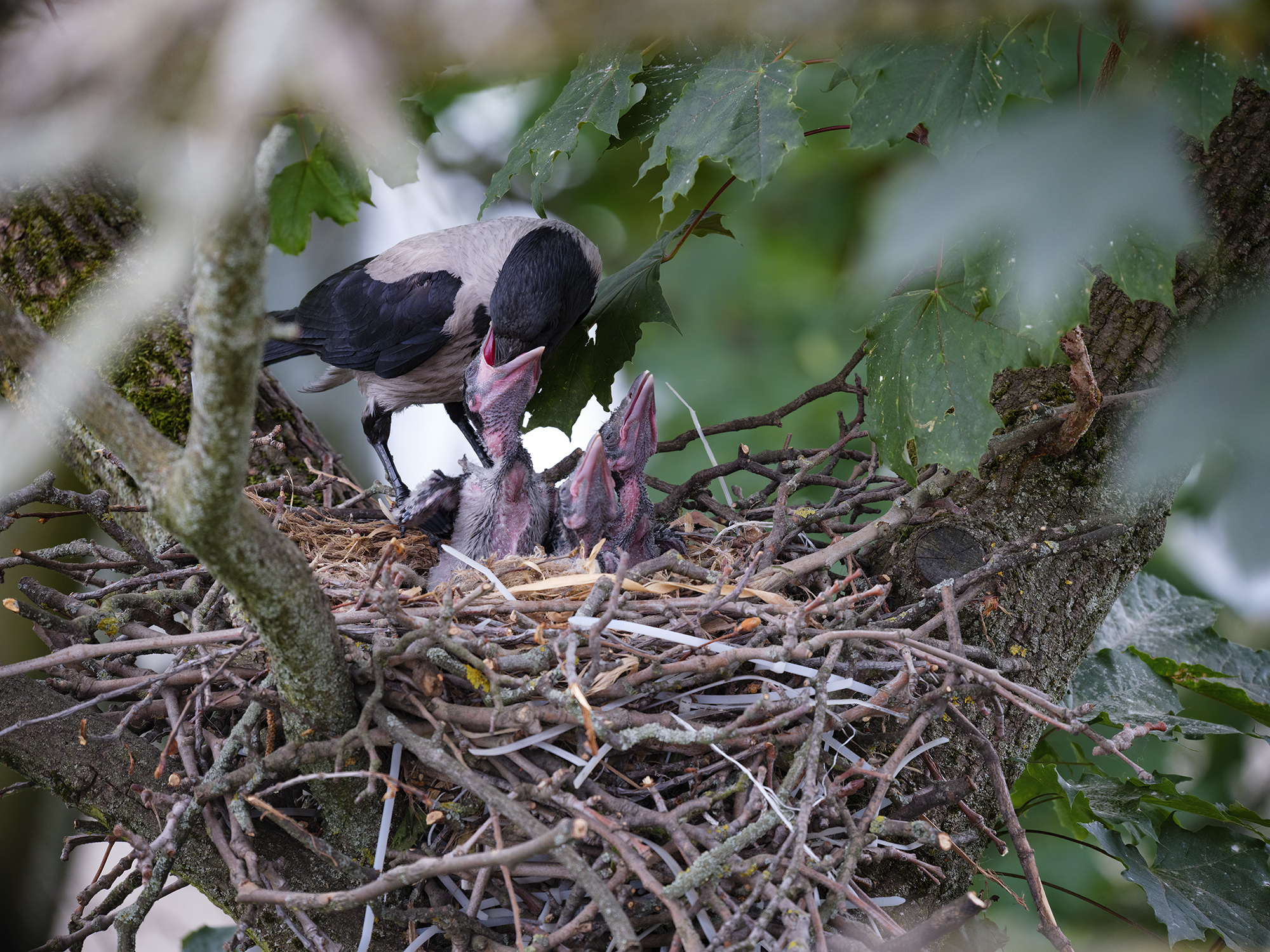Vor der Fütterung wird ...