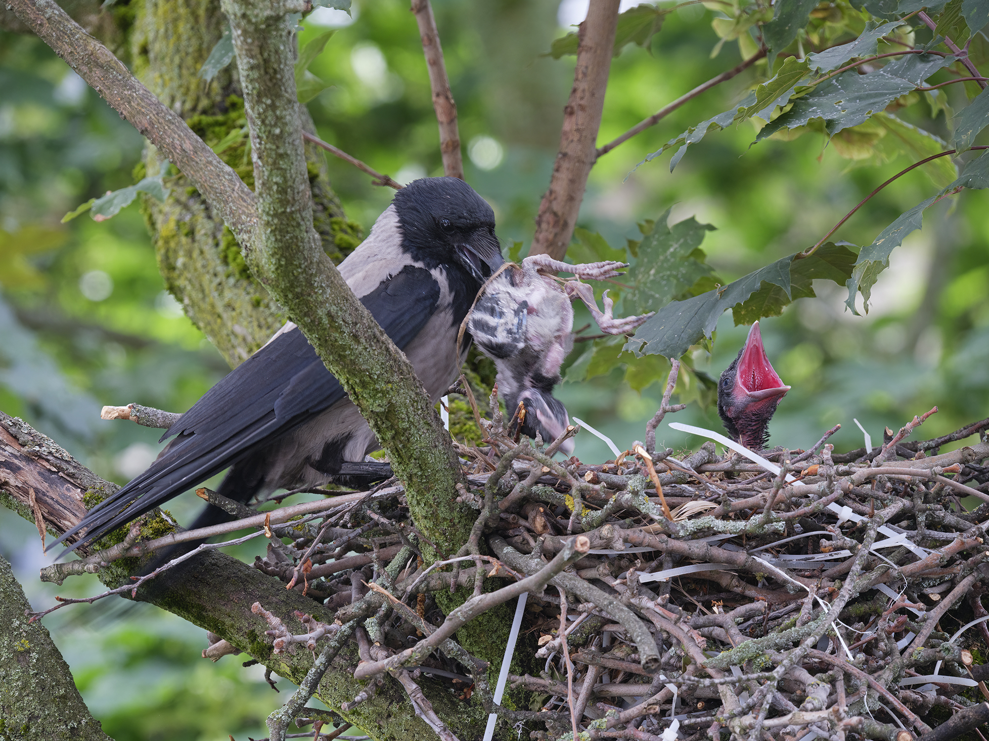 Ein toter Jungvogel.