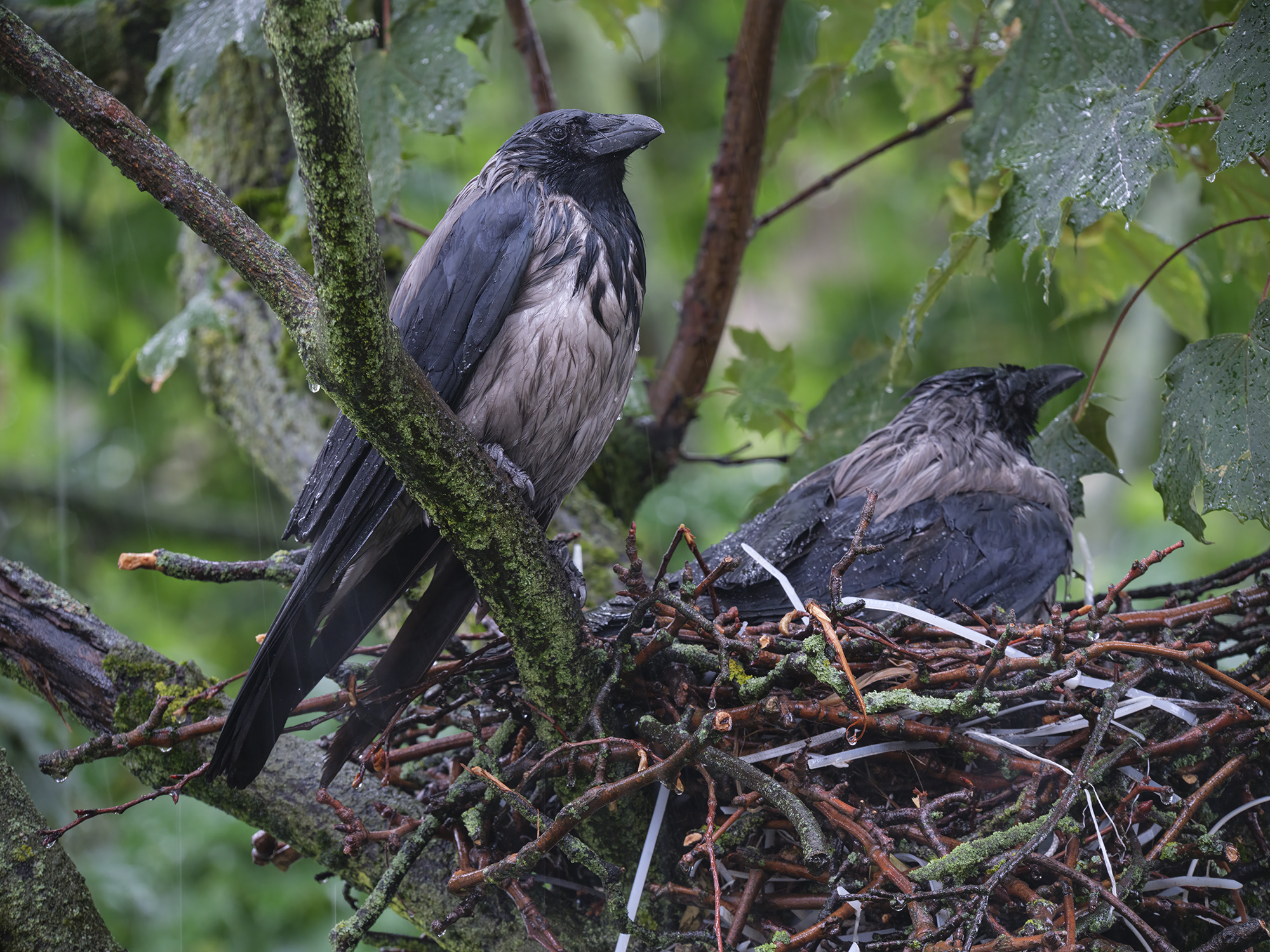 Aus Solidarität ...