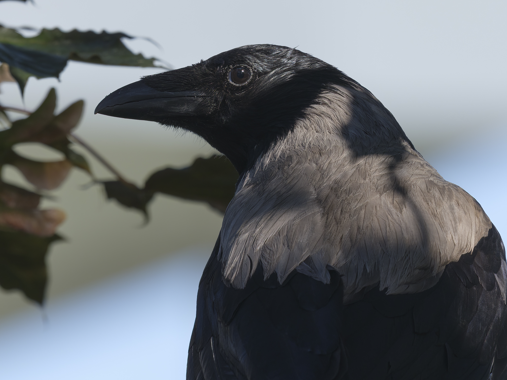 Da Männchen kam zur ...