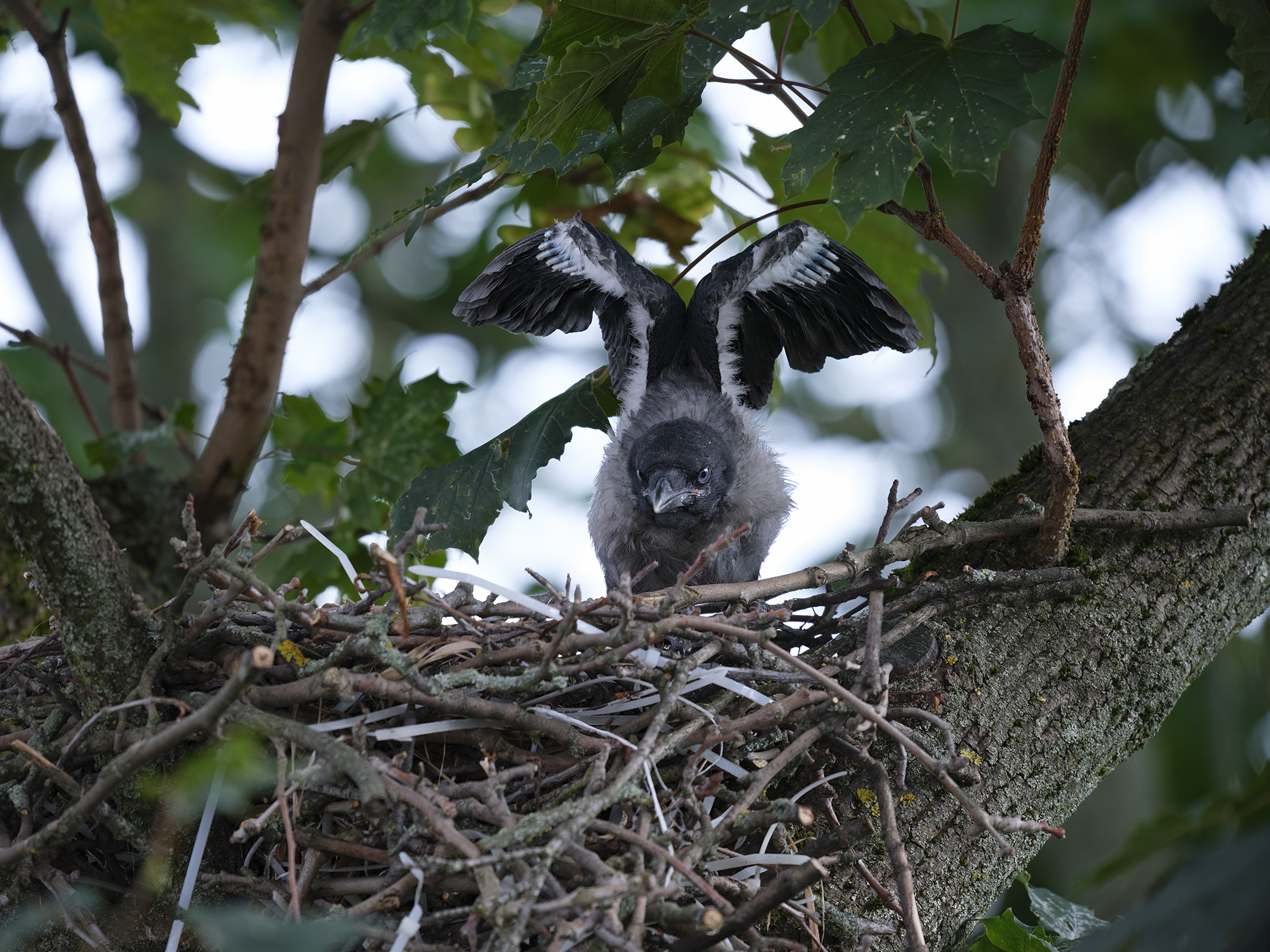 Darum wurden die ...