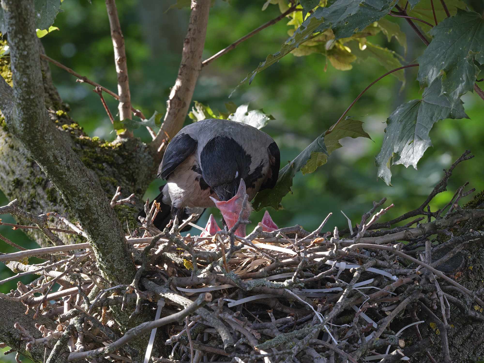 Nebelkrähen (Corvus cornix) beim Füttern der Jungtiere im Nest, Friedenau, Berlin, Deutschland