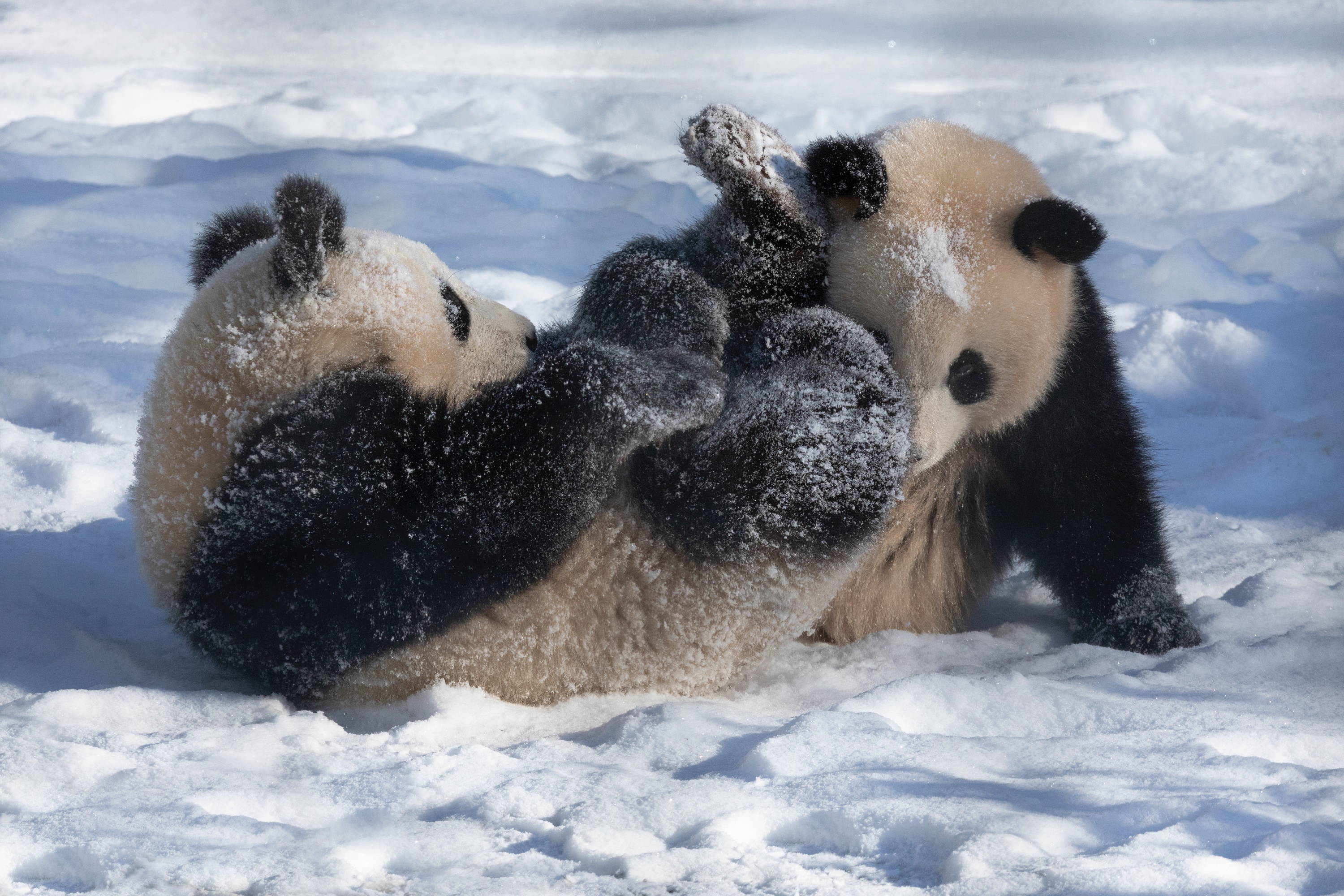 Zoo 12.02.2021 025 X