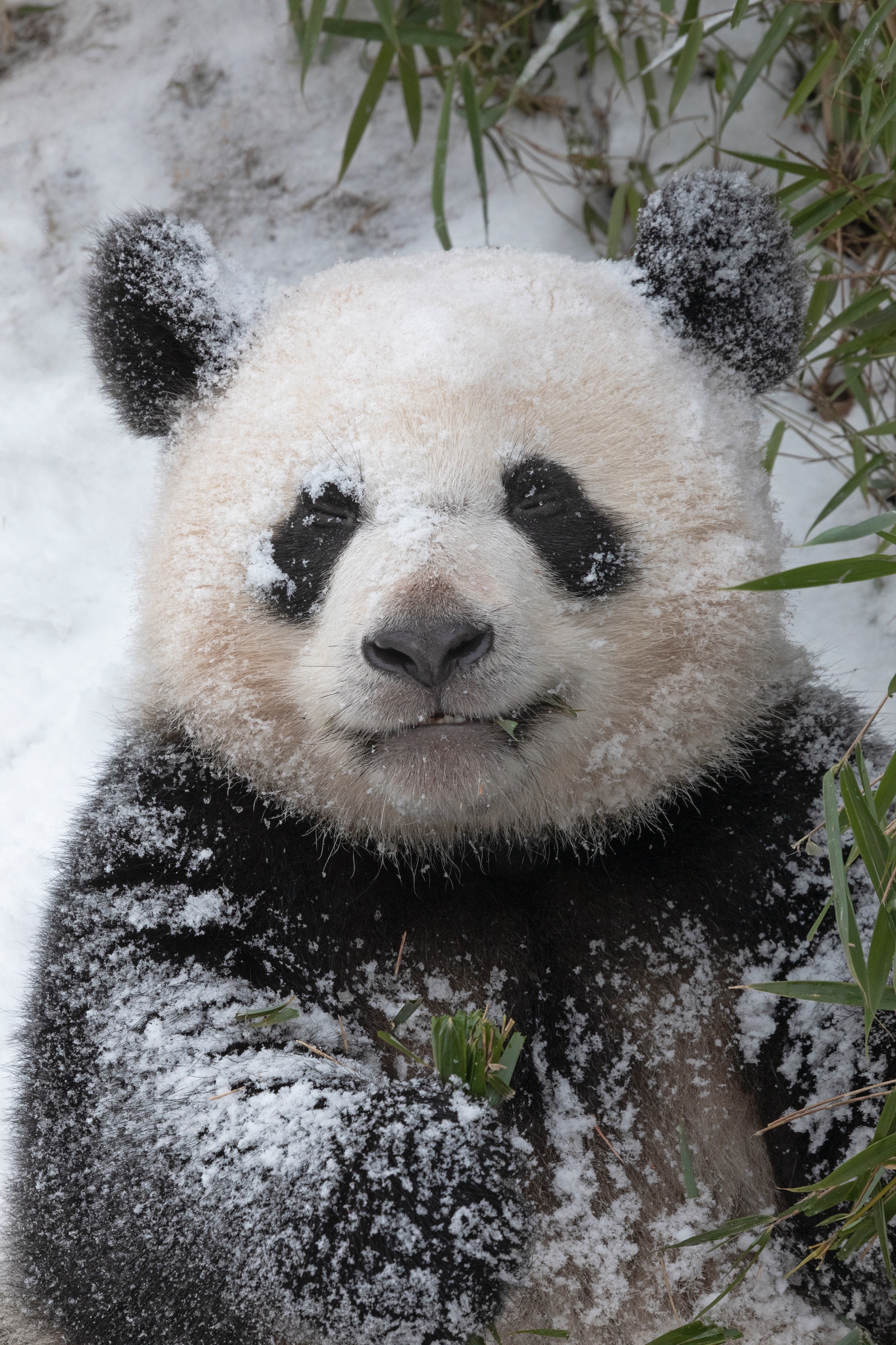 Zoo 12.02.2021 247 1