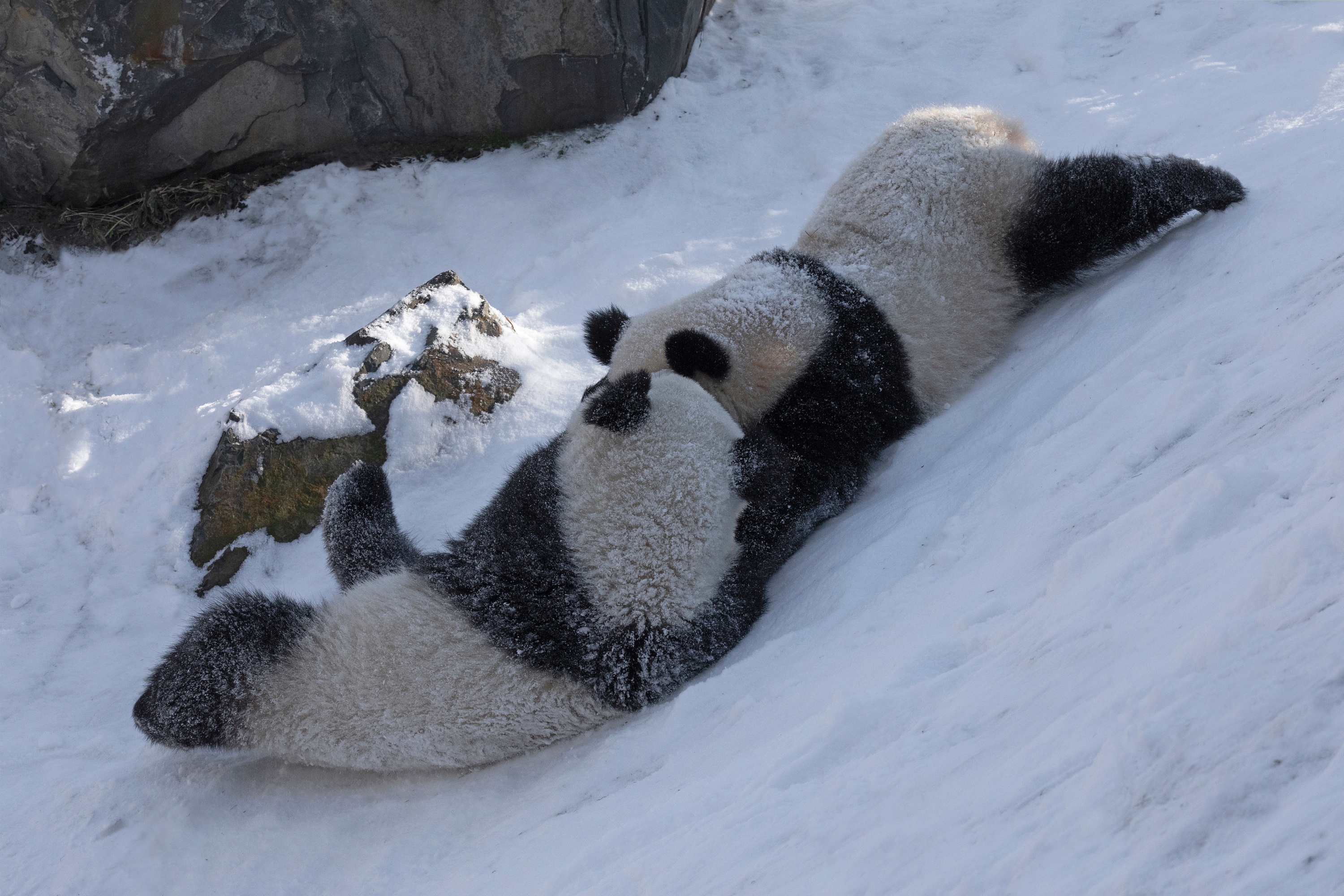 Zoo 13.02.2021 354 X