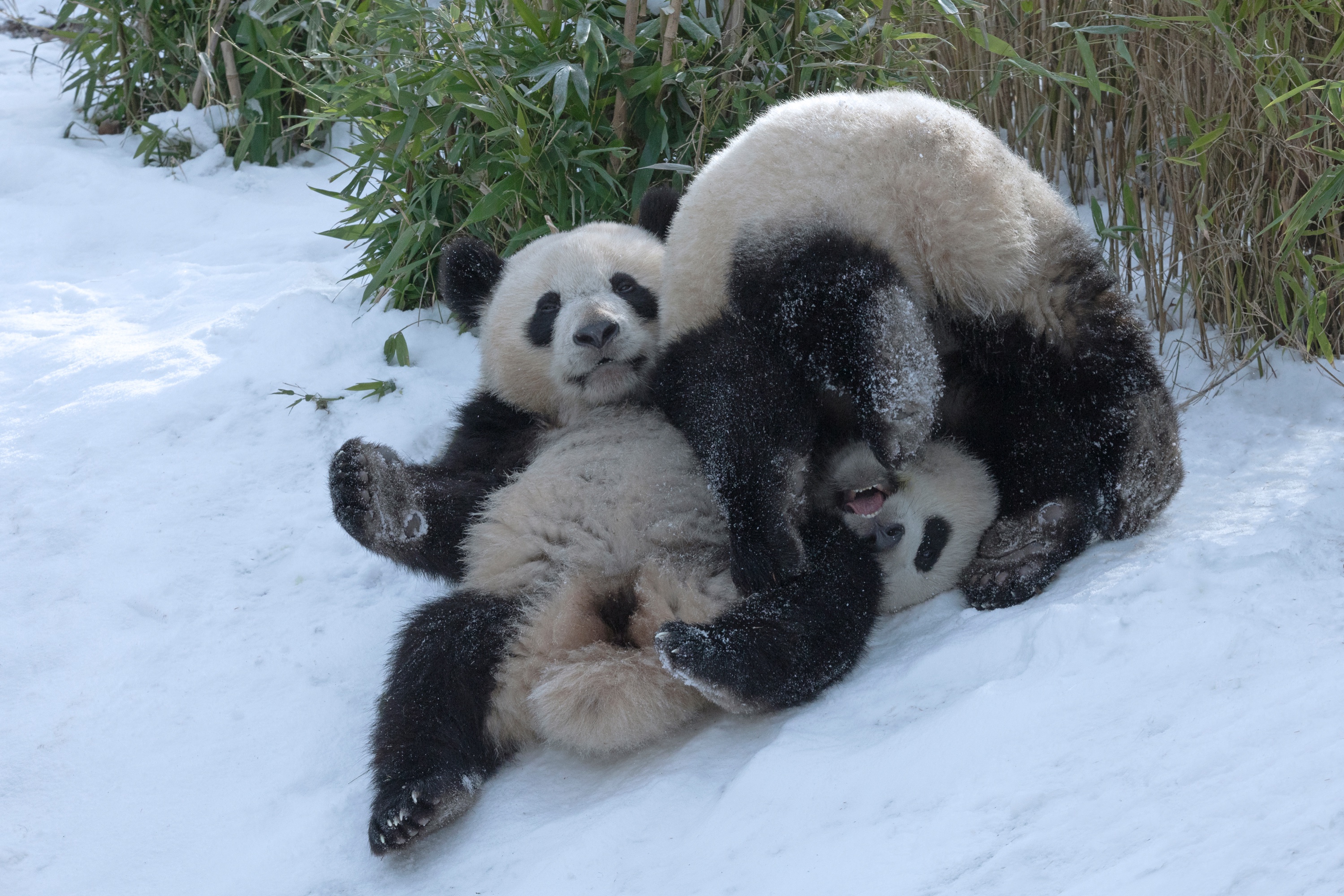 Zoo 15.02.2021 099 1