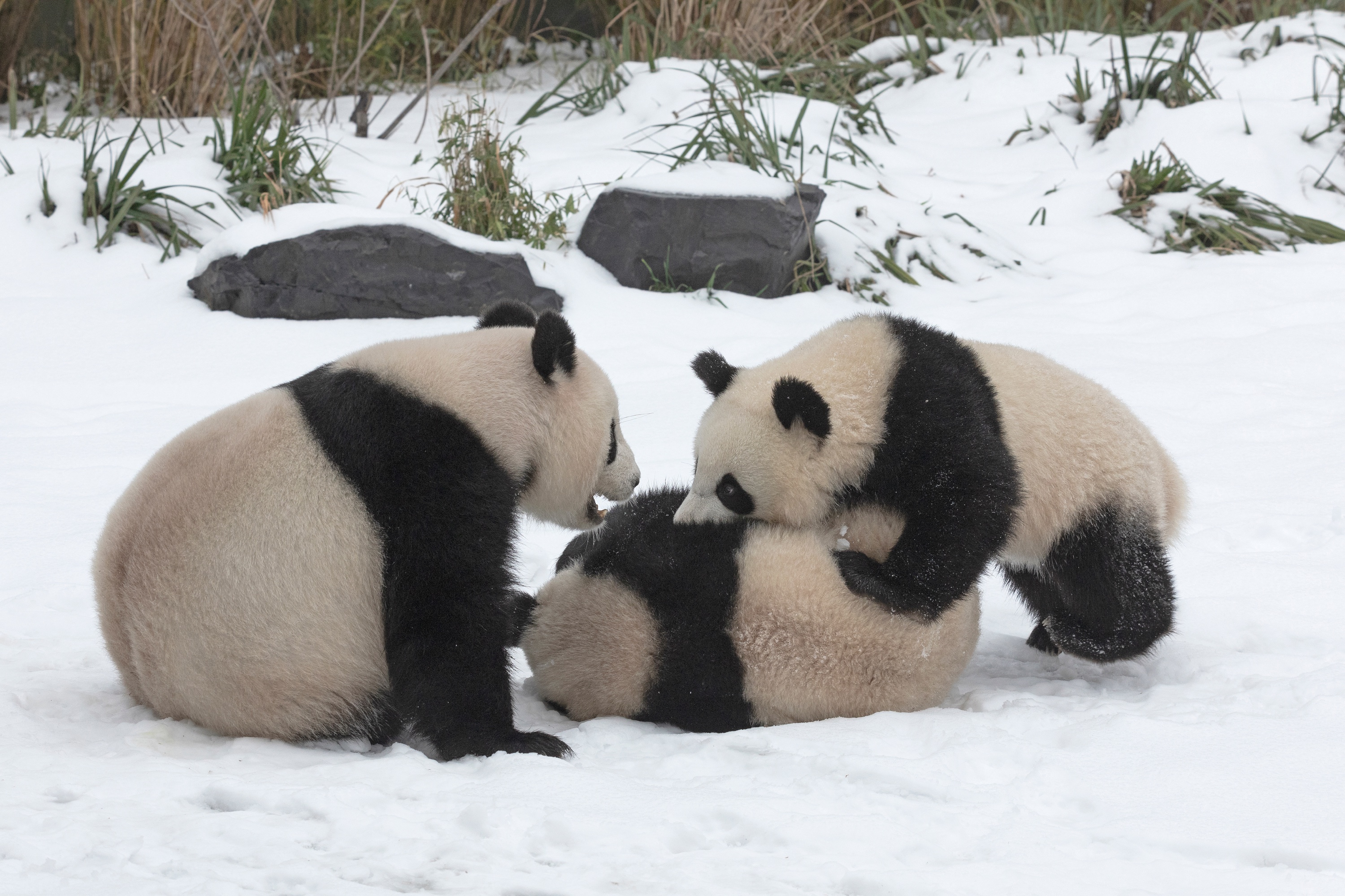 Zoo 16.02.2021 127 X