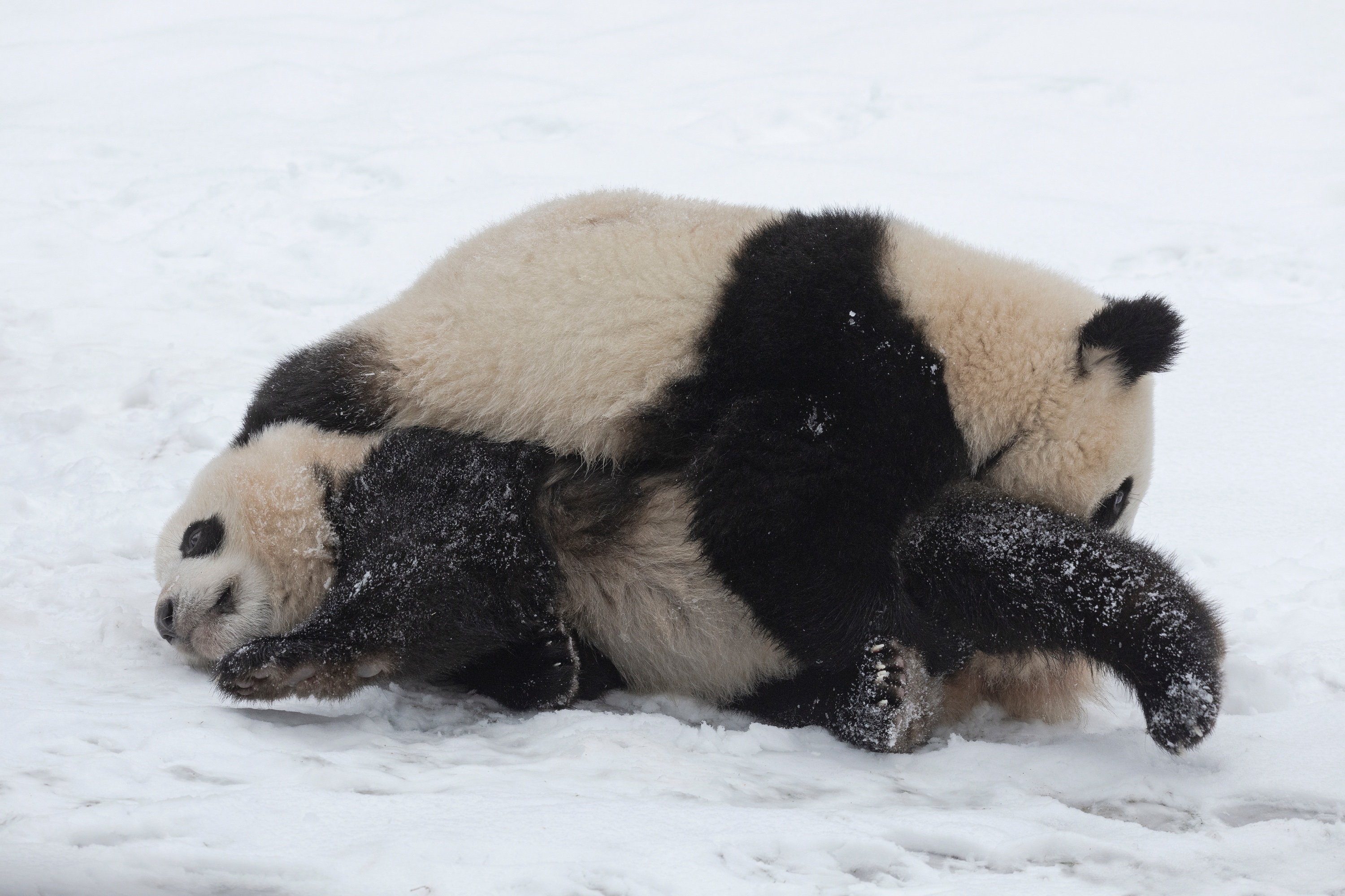 Zoo 16.02.2021 133 Y