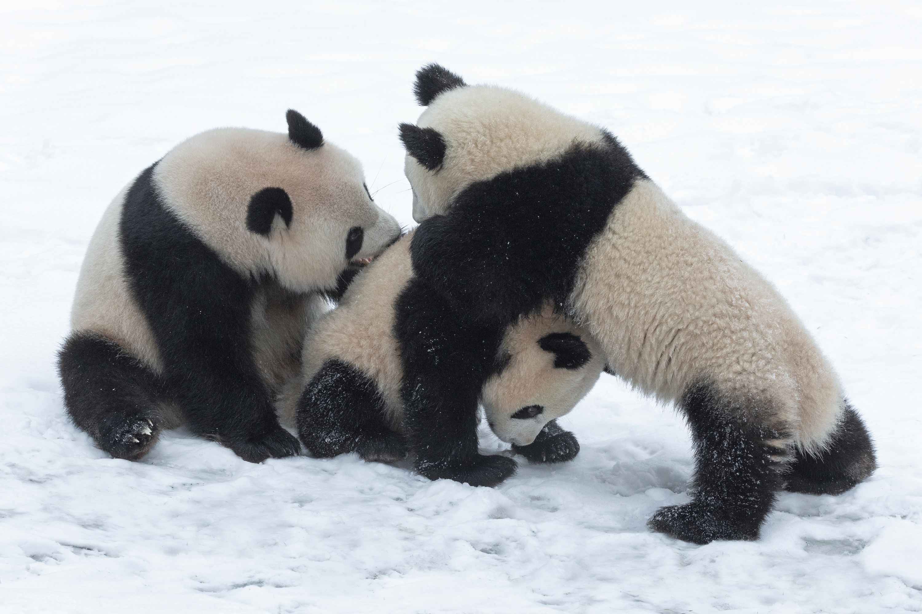 Zoo 16.02.2021 147 X