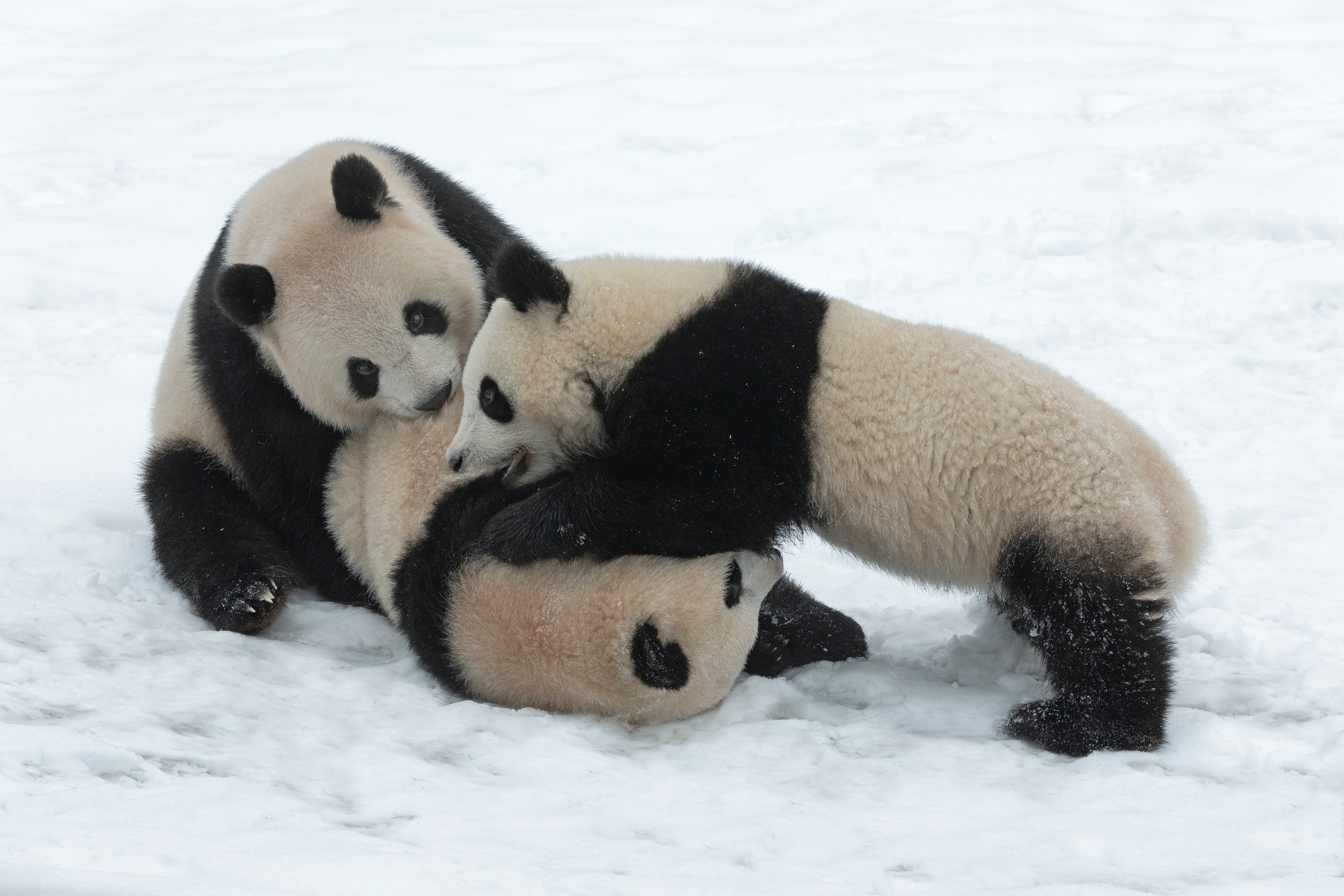 Zoo 16.02.2021 152 D