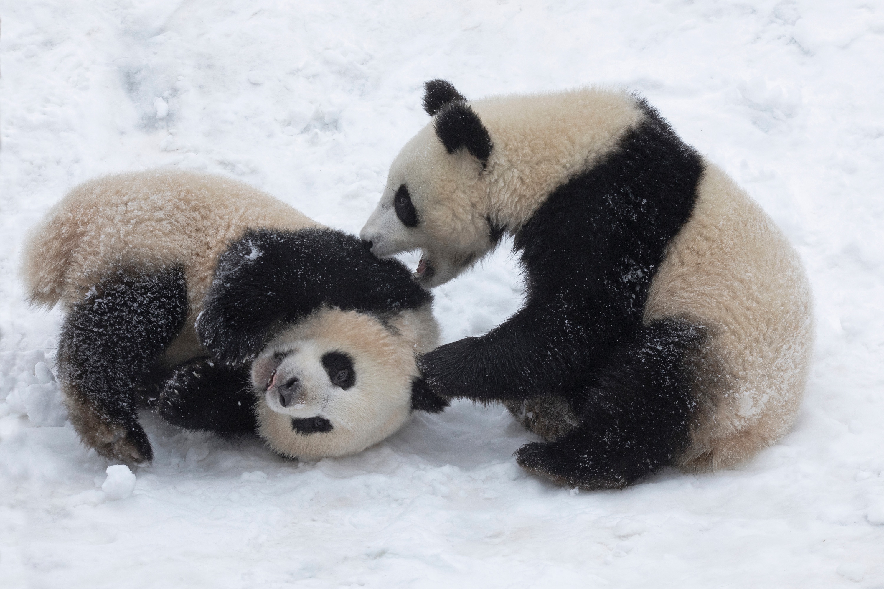 Pandas im Schnee