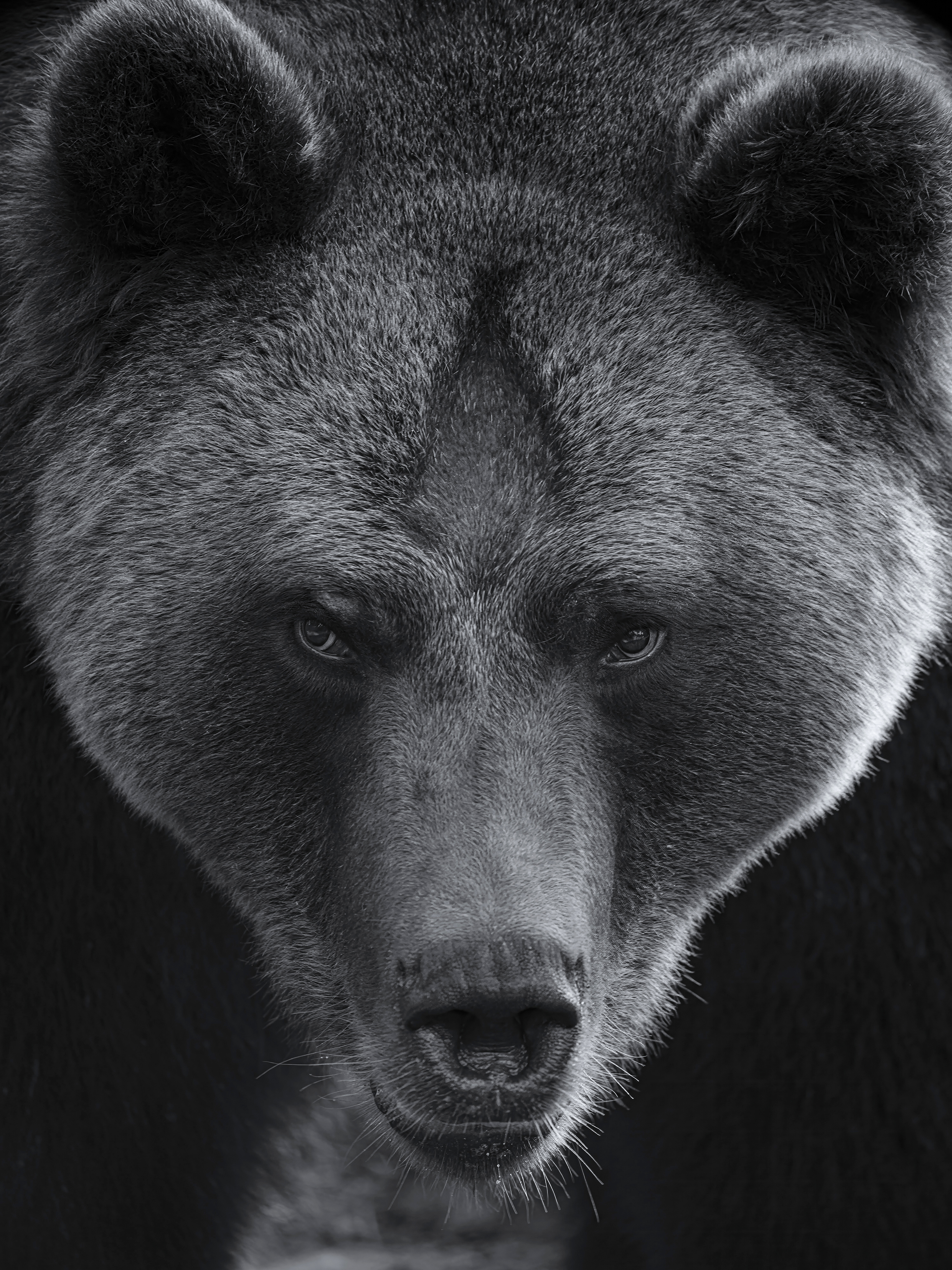 Tier-Portraits in Schwarz-Weiss