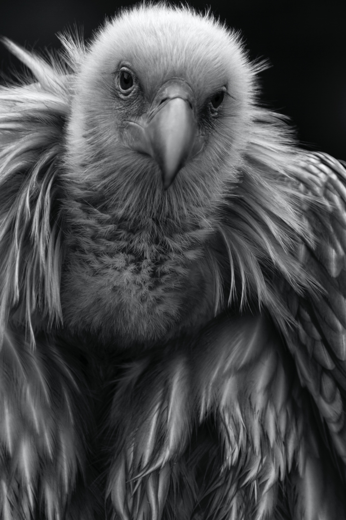 Geier (Tierpark Berlin)