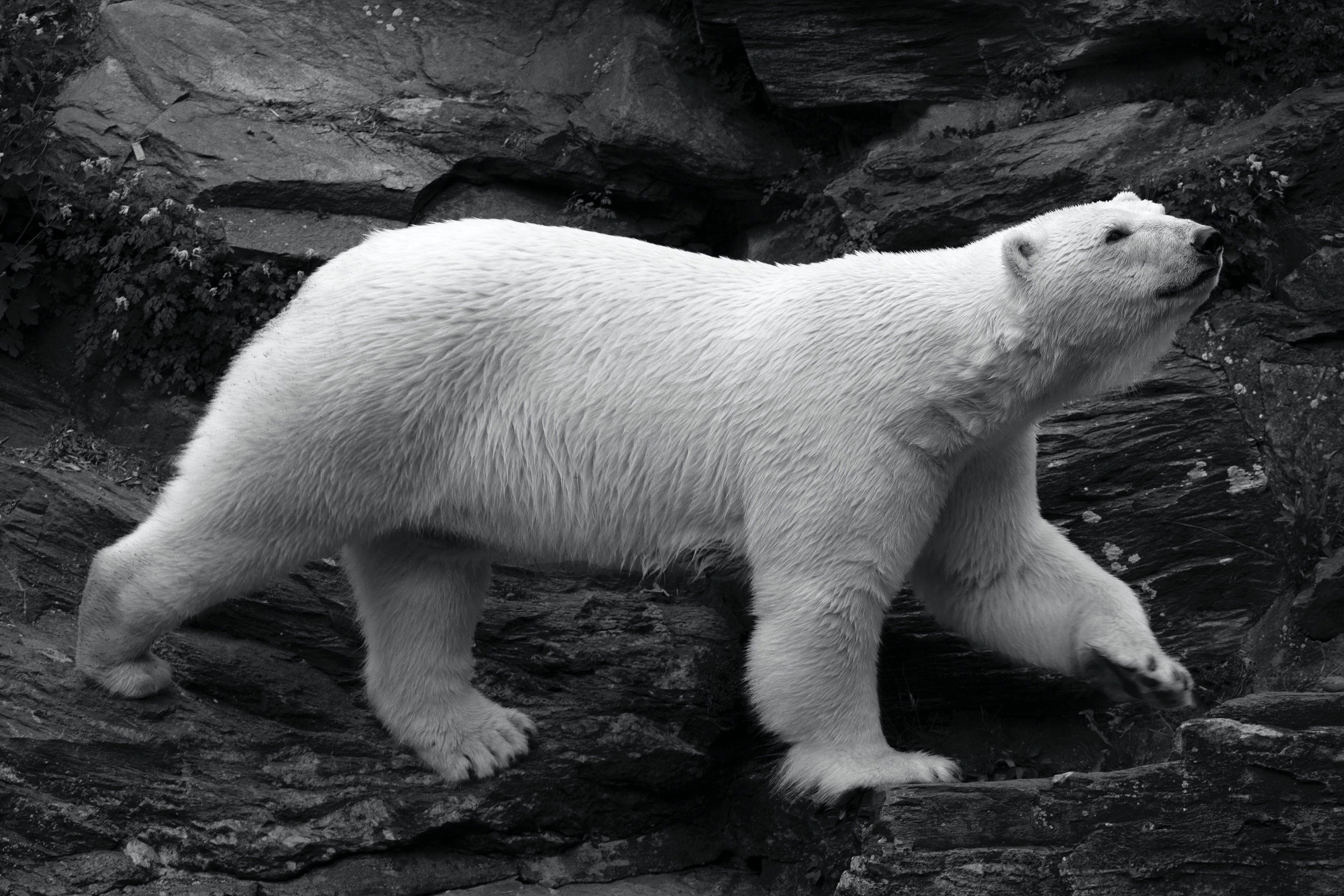 was für ein Kraftpaket (Tierpark Berlin)