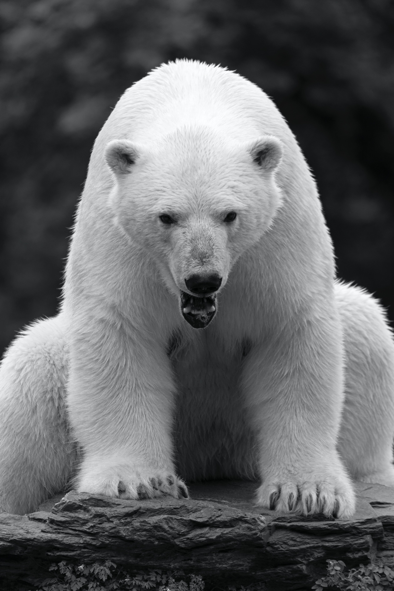 einfach nur WOW, was für ein schönes Tier! (Tierpark Berlin)