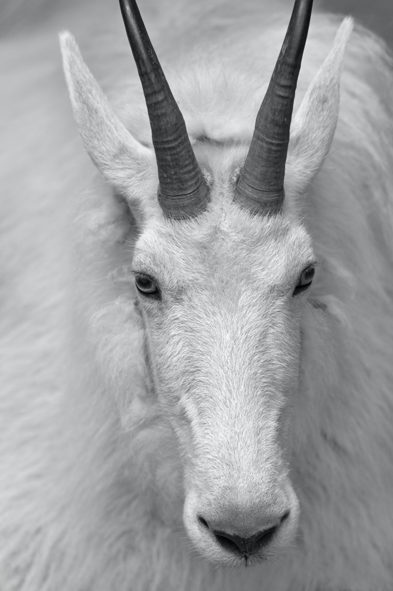 Schneeziege (Tierpark Berlin)