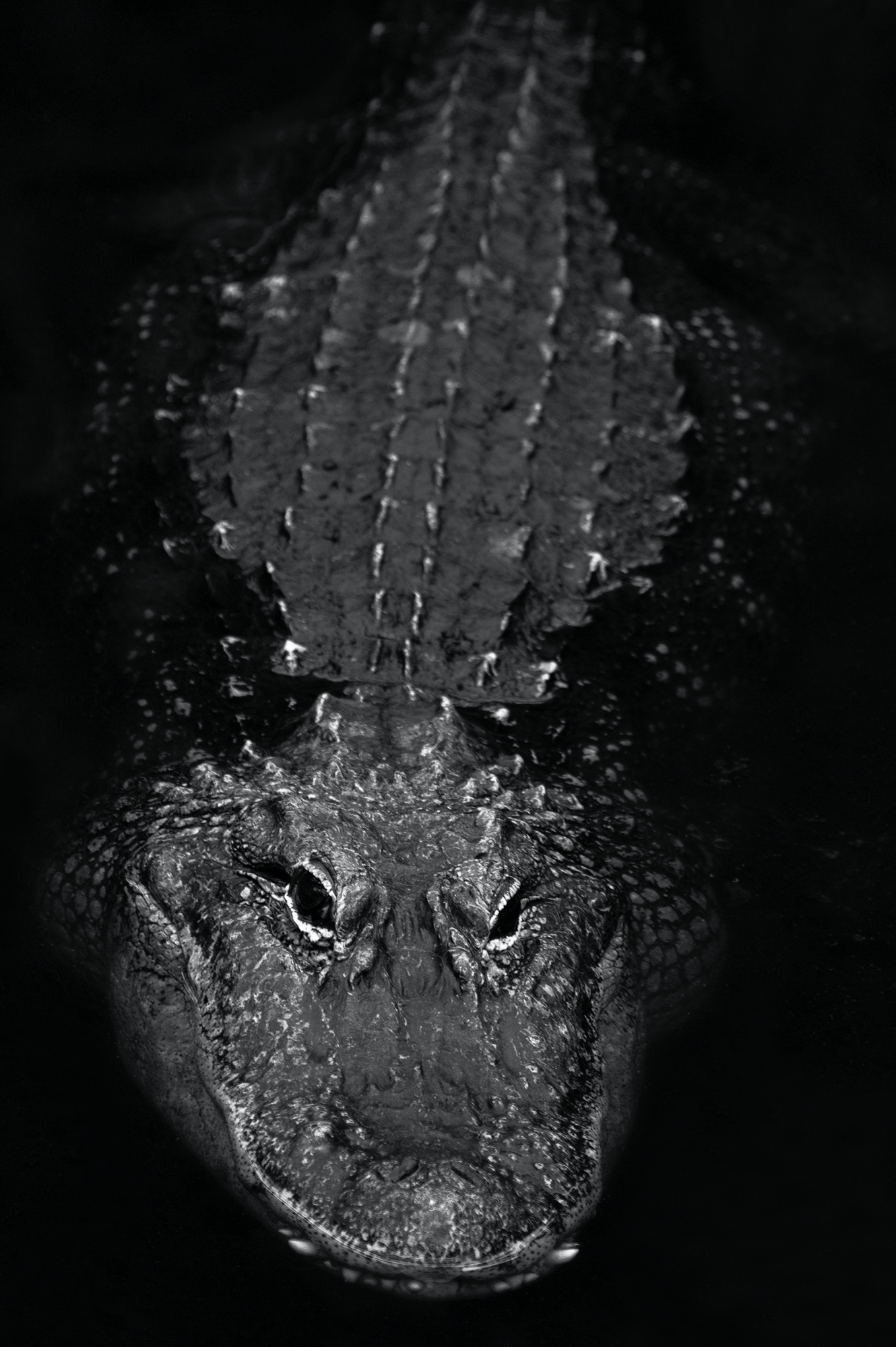 Alligator (Tierpark Berlin)