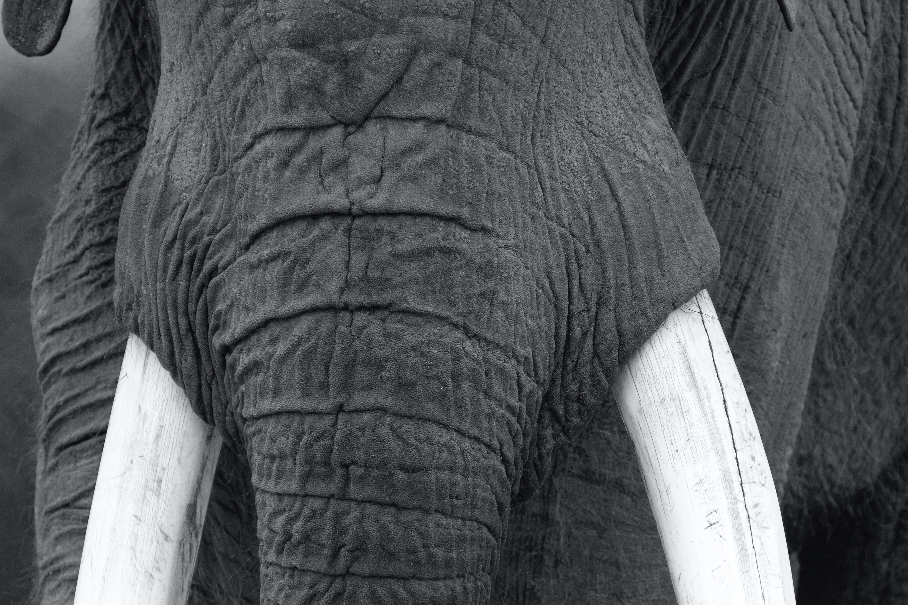 Elefant (Tierpark Berlin)