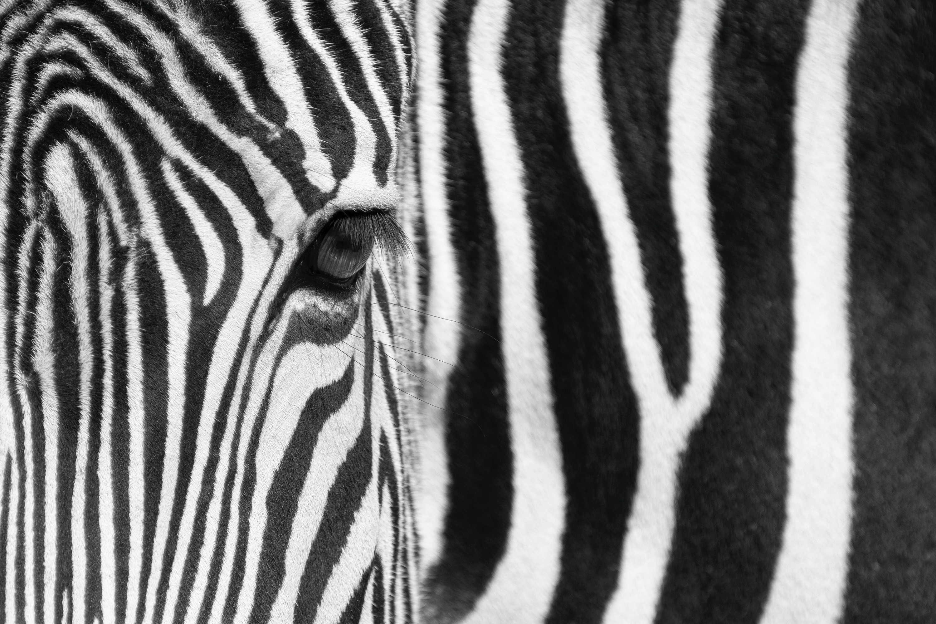 Zebra (Zoo Berlin)