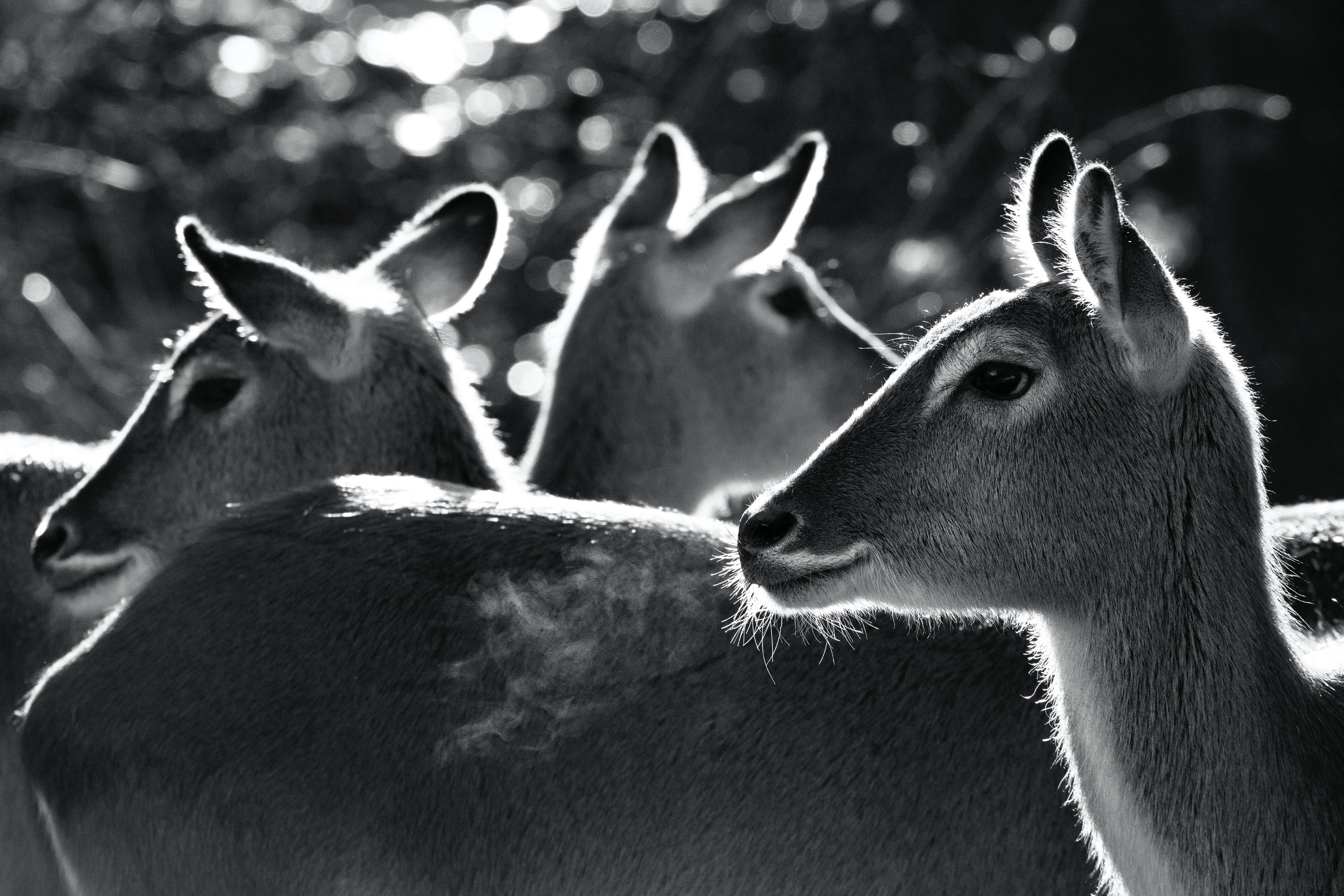 Eine Gruppe von Kafue-Litschi-Moorantilopen im Gegenlicht.