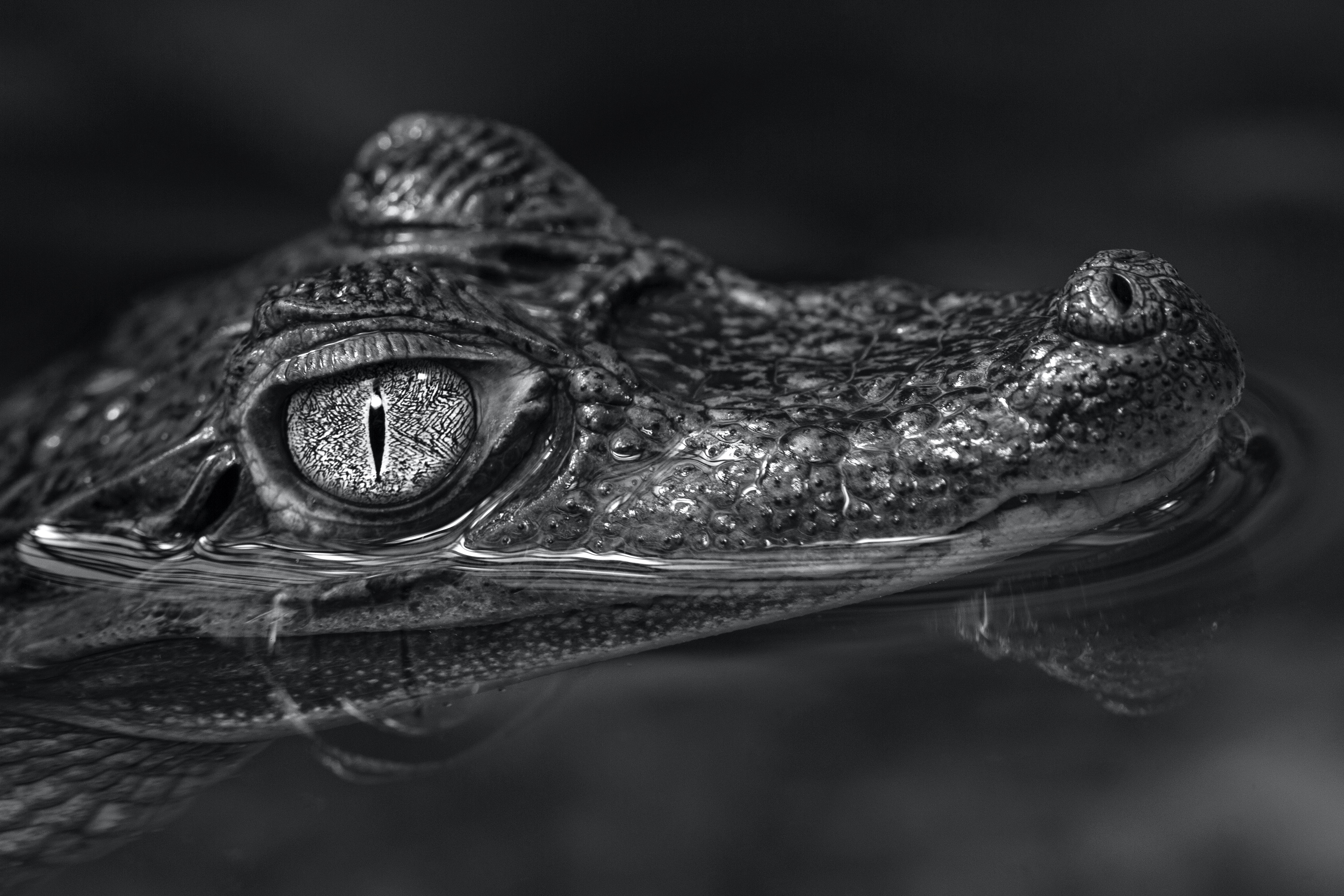 Krokodilkaiman (Aquarium Berlin)