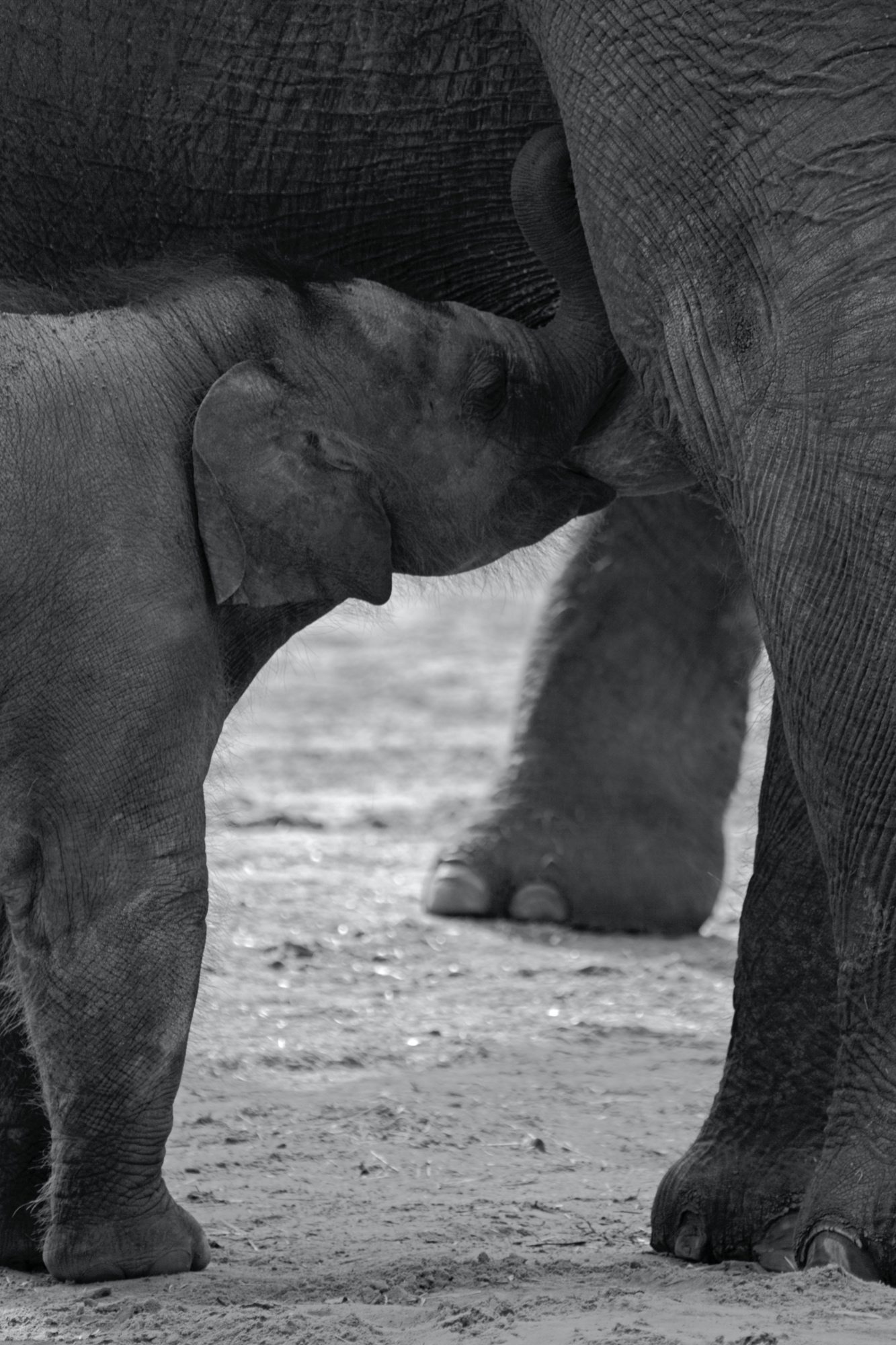 durstig (Zoo Berlin)