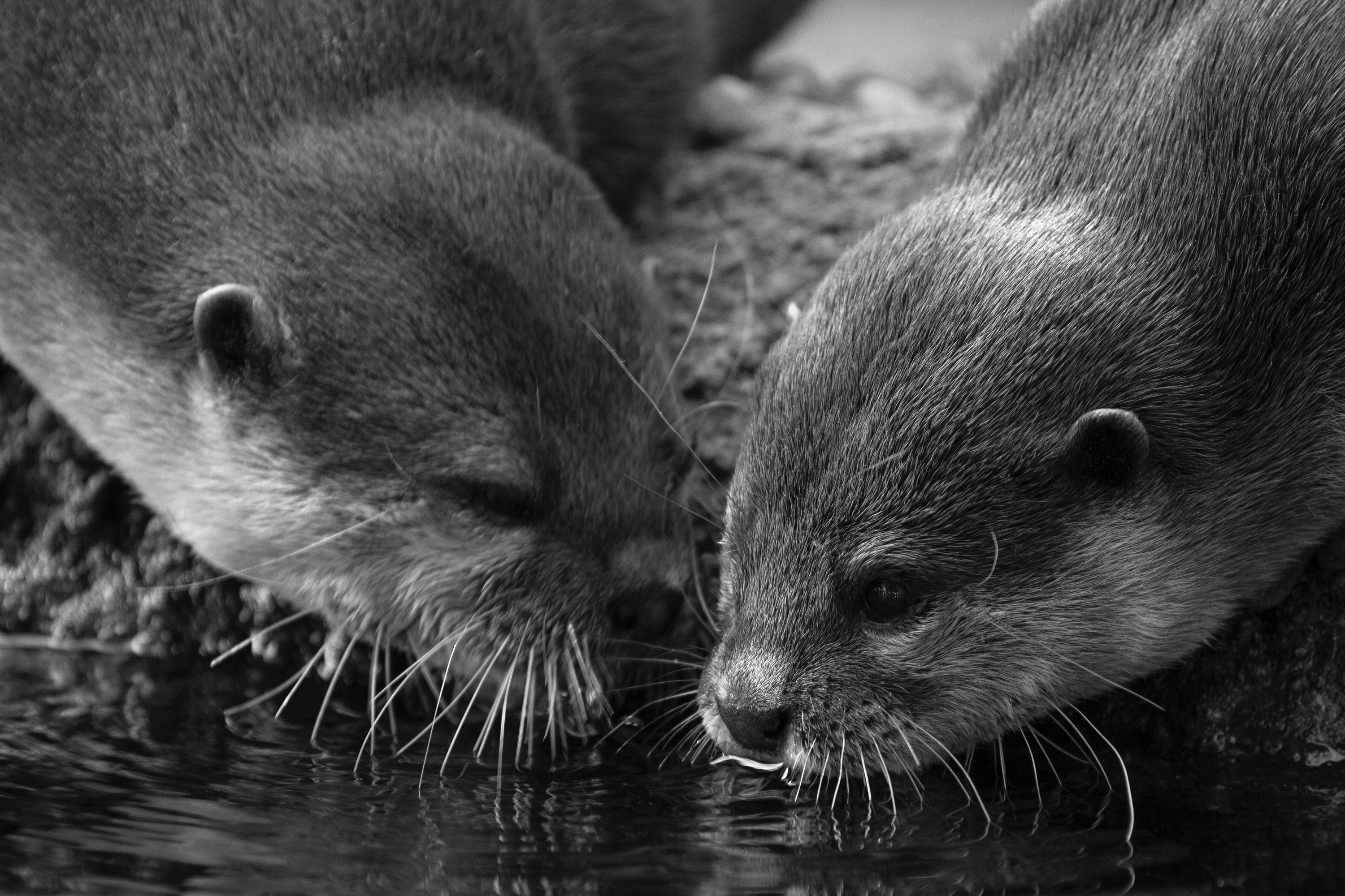 Zwergotter (Zoo Berlin)