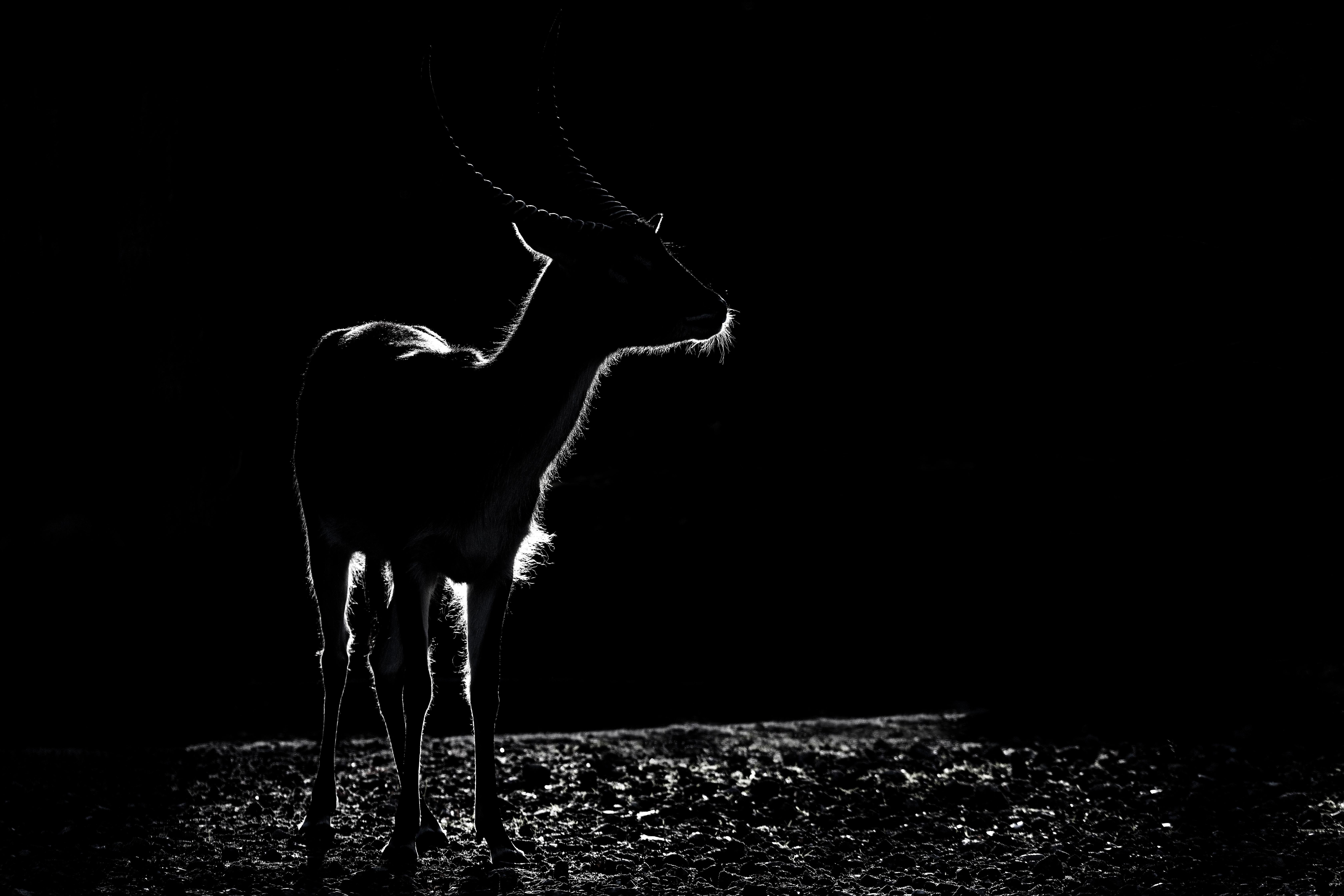 Kafue-Litschi-Moorantilope (Zoo Berlin)